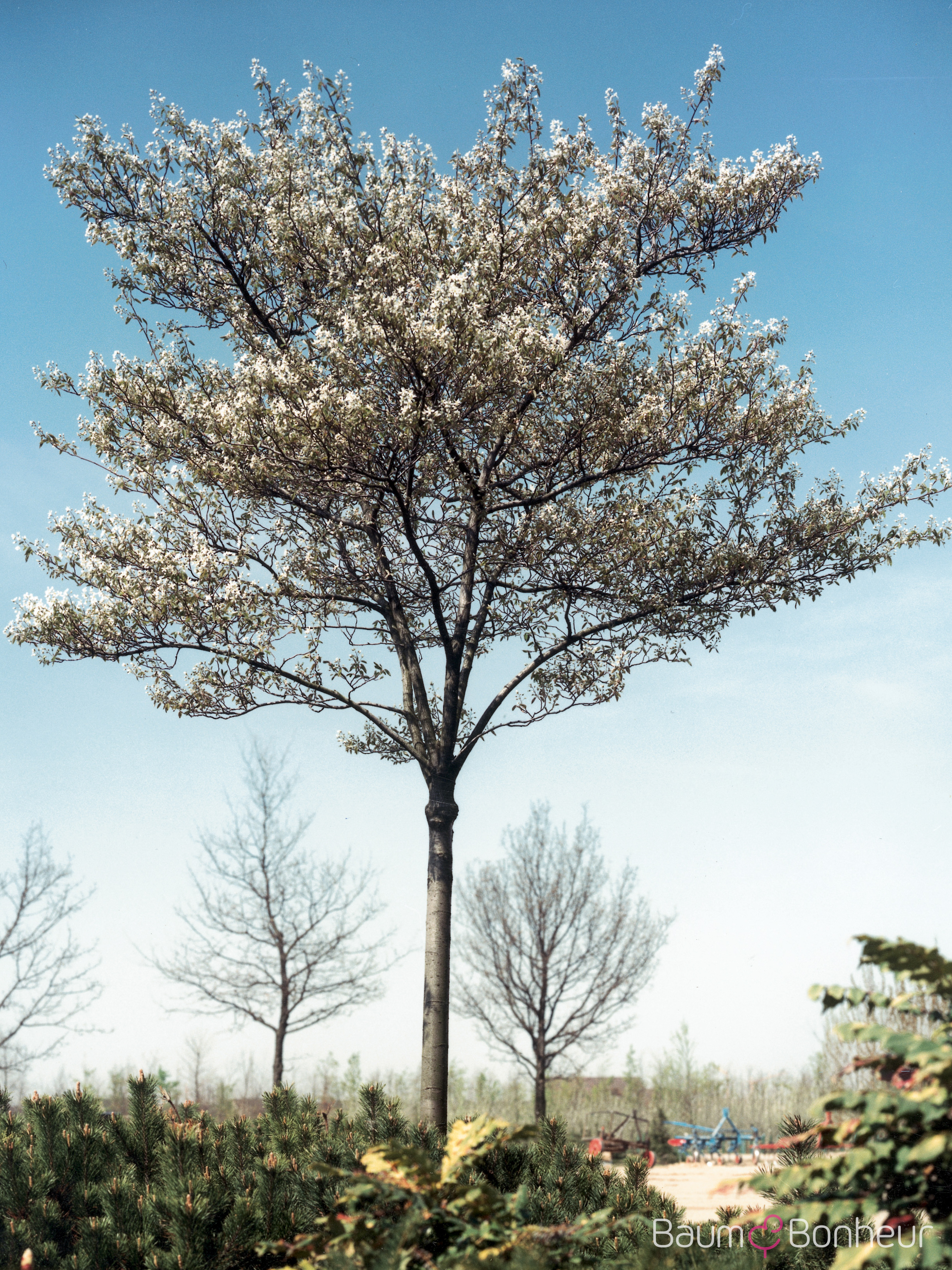 Amelanchier 'Ballerina'