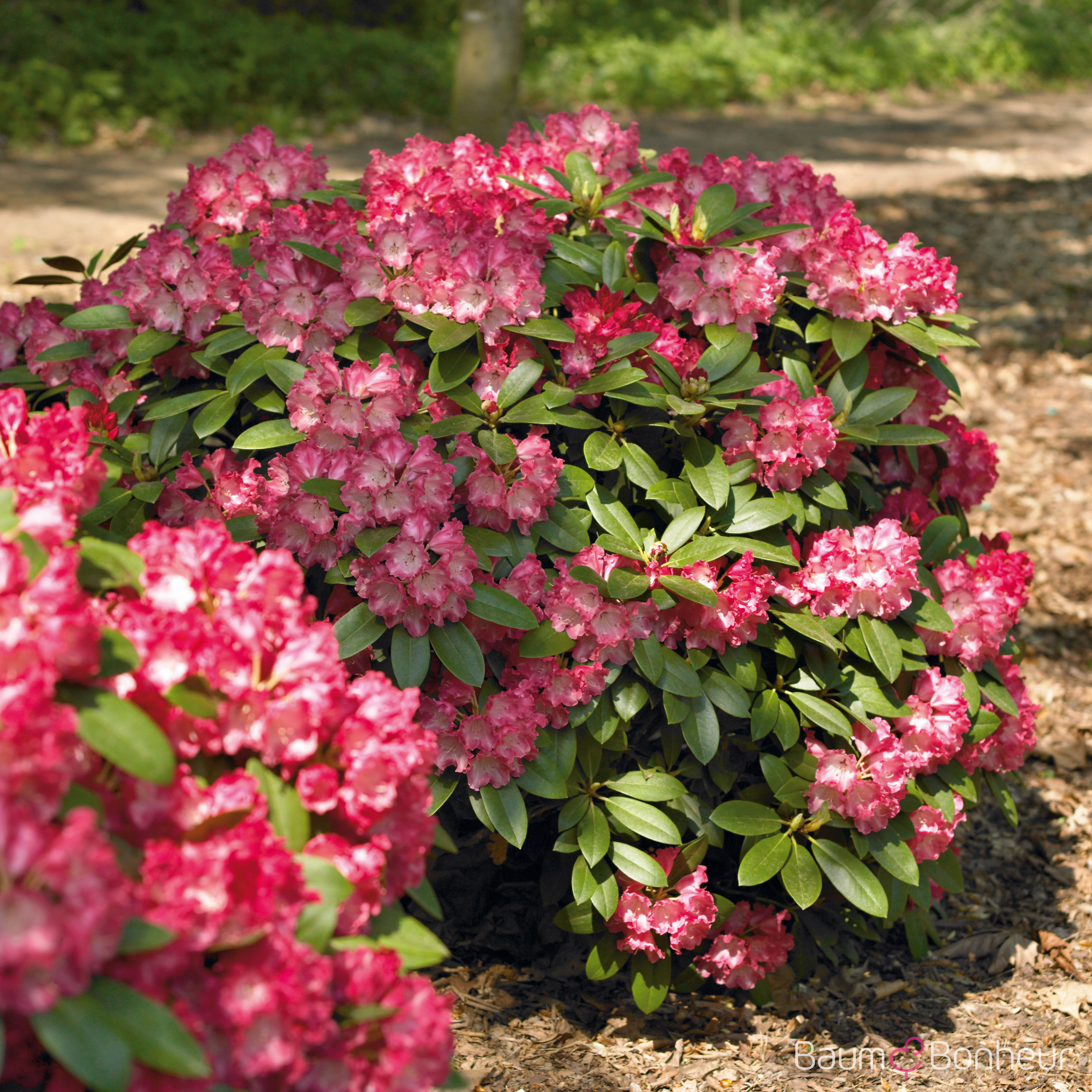 Rhododendron yakushimanum 'Morgenrot'
