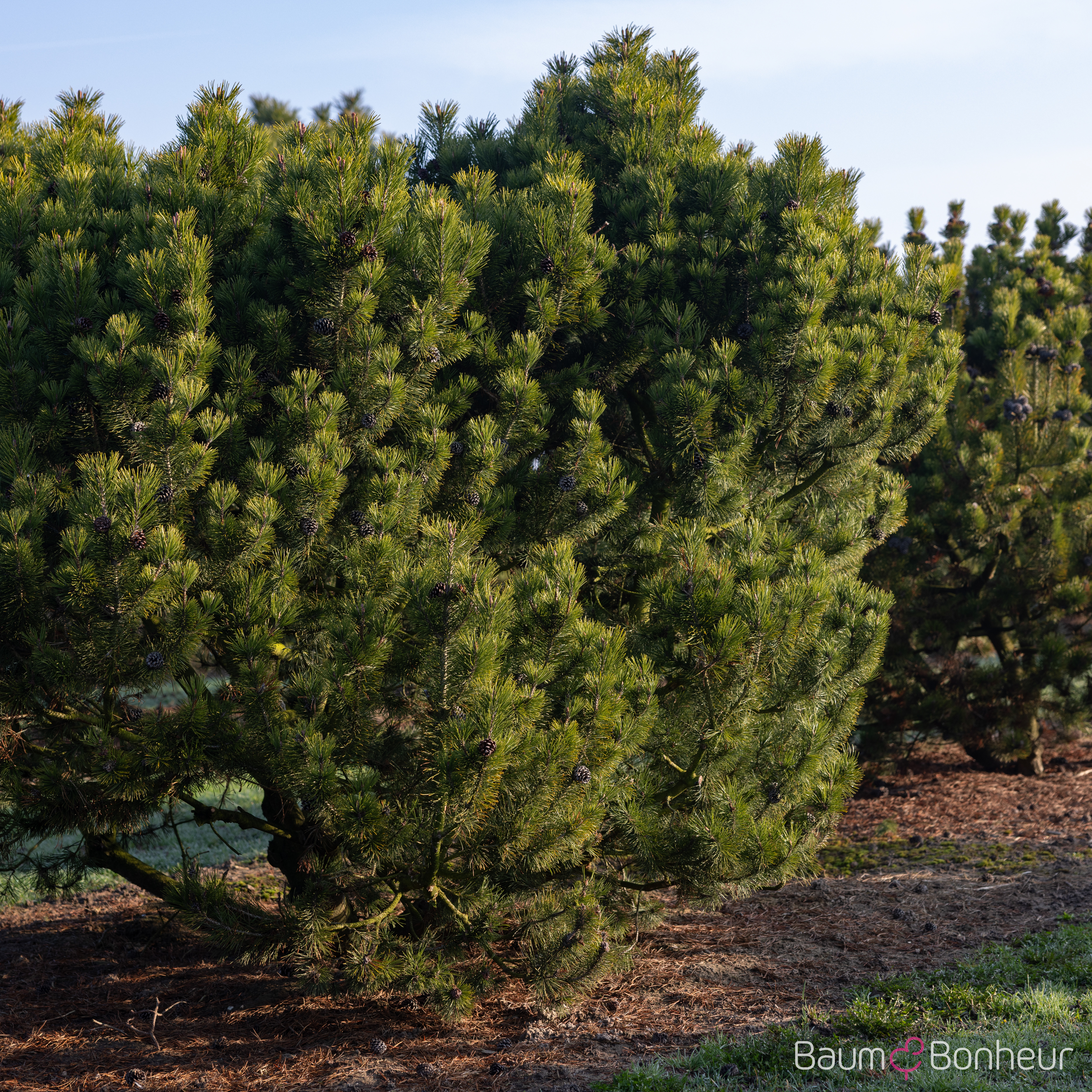 Pinus mugo mughus