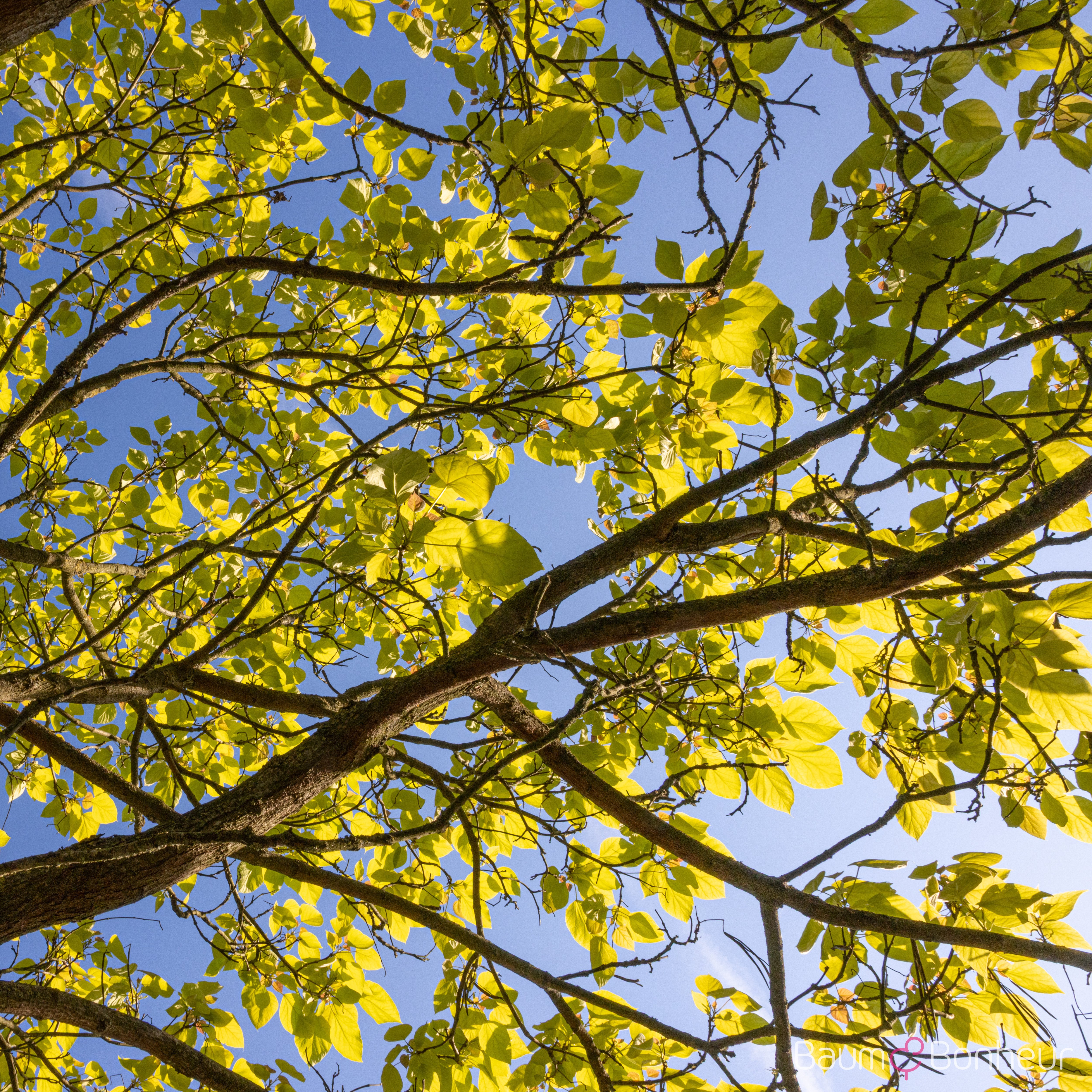 Catalpa bignonioides 'Aurea'
