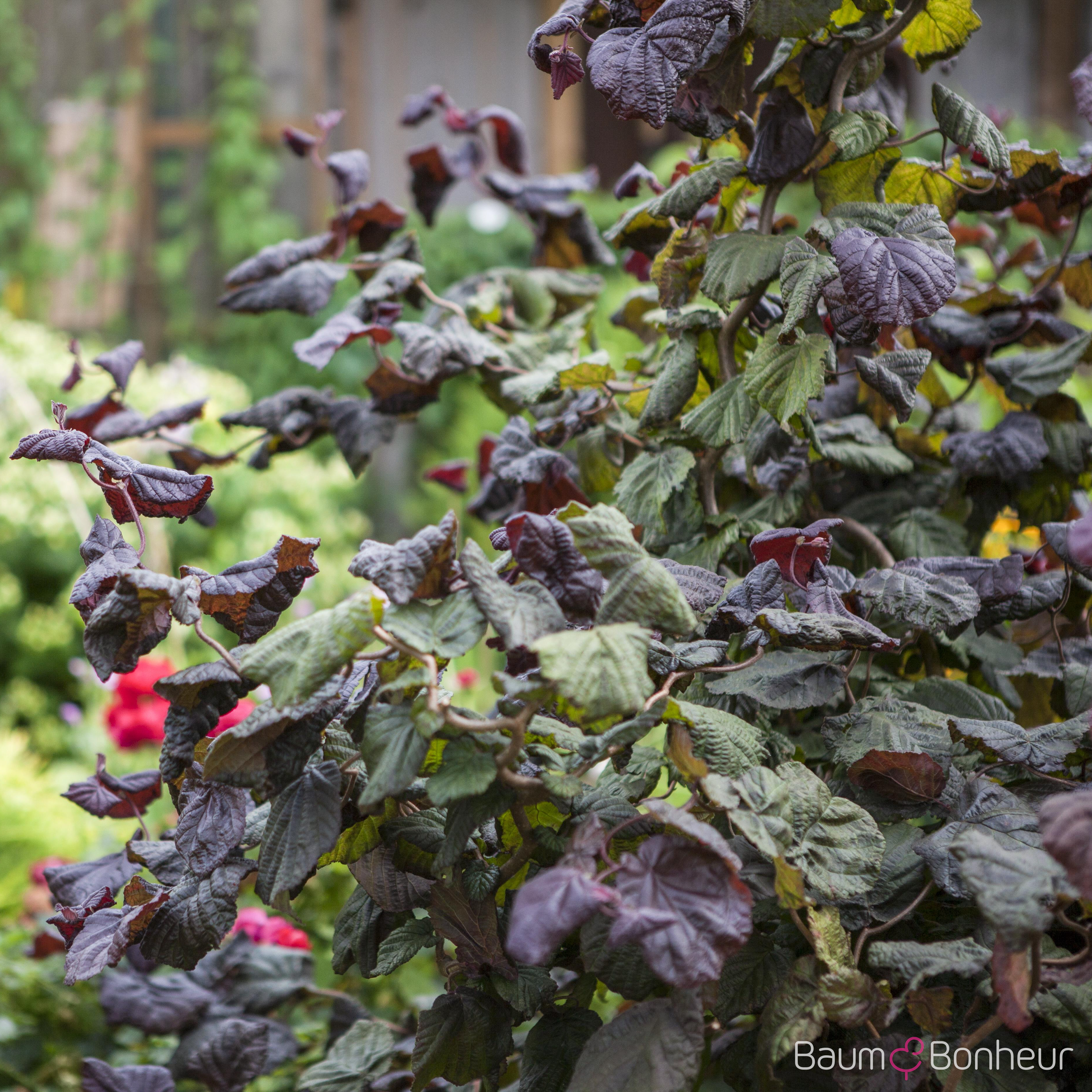 Corylus maxima 'Red Majestic' -S-