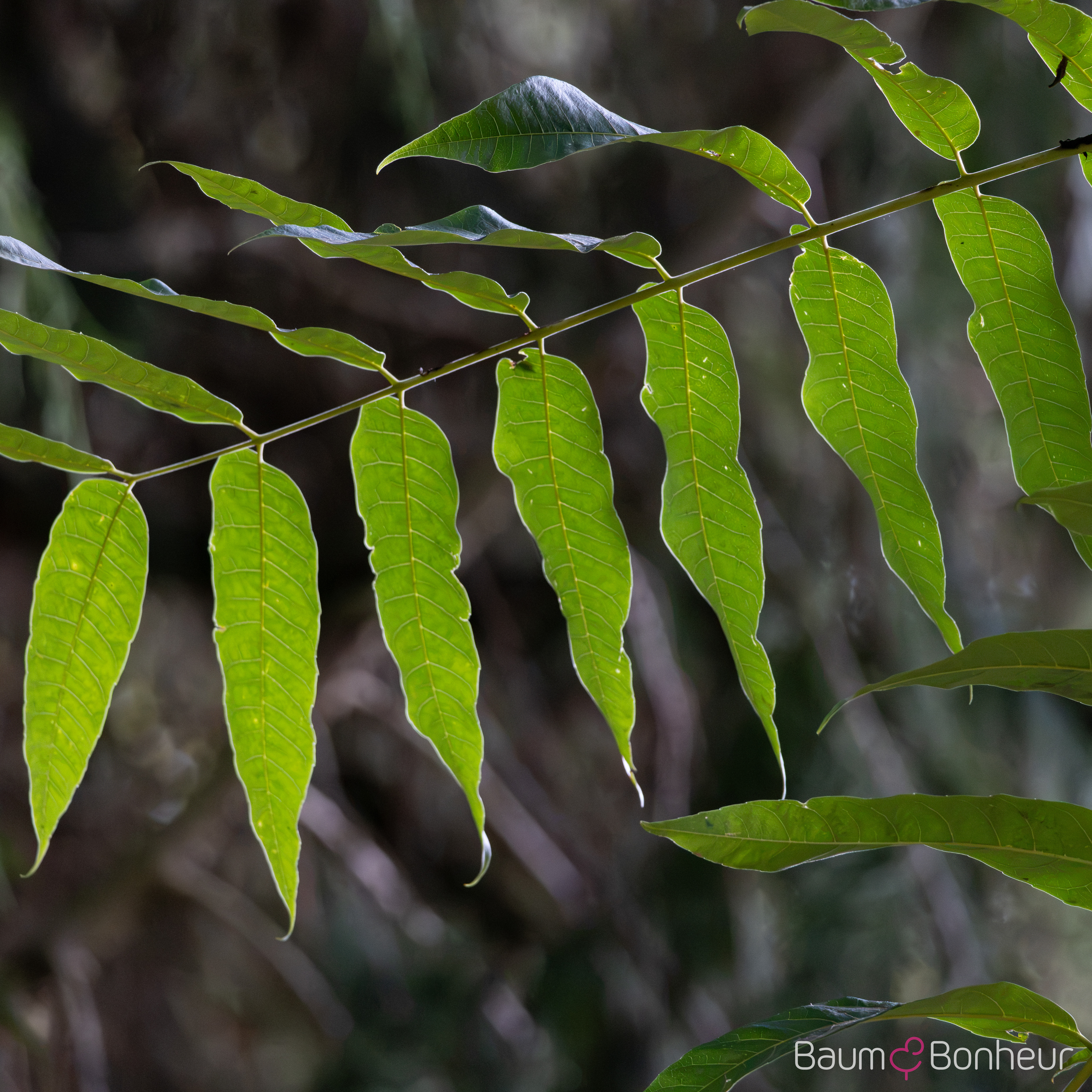 Toona sinensis