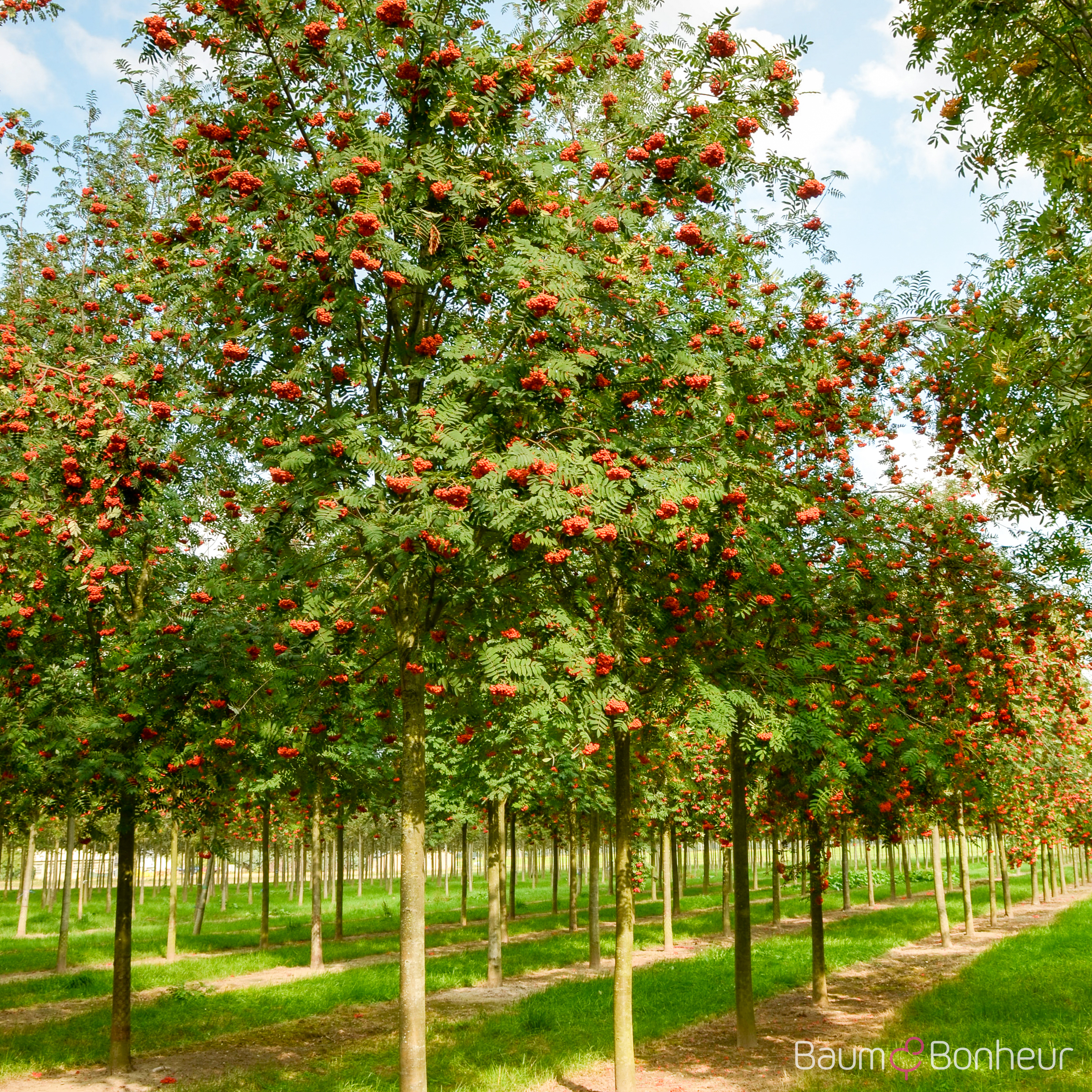Sorbus aucuparia