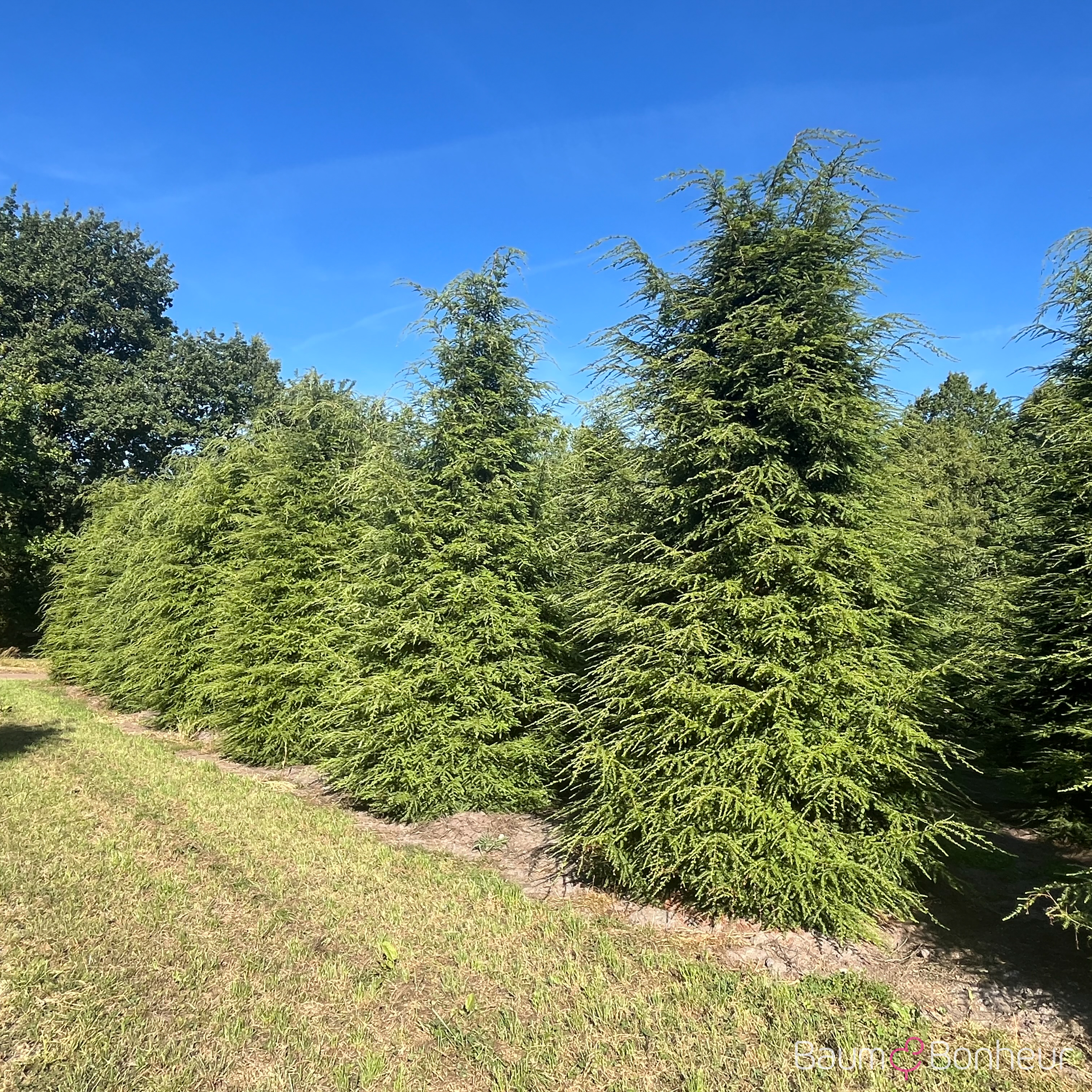 Tsuga canadensis