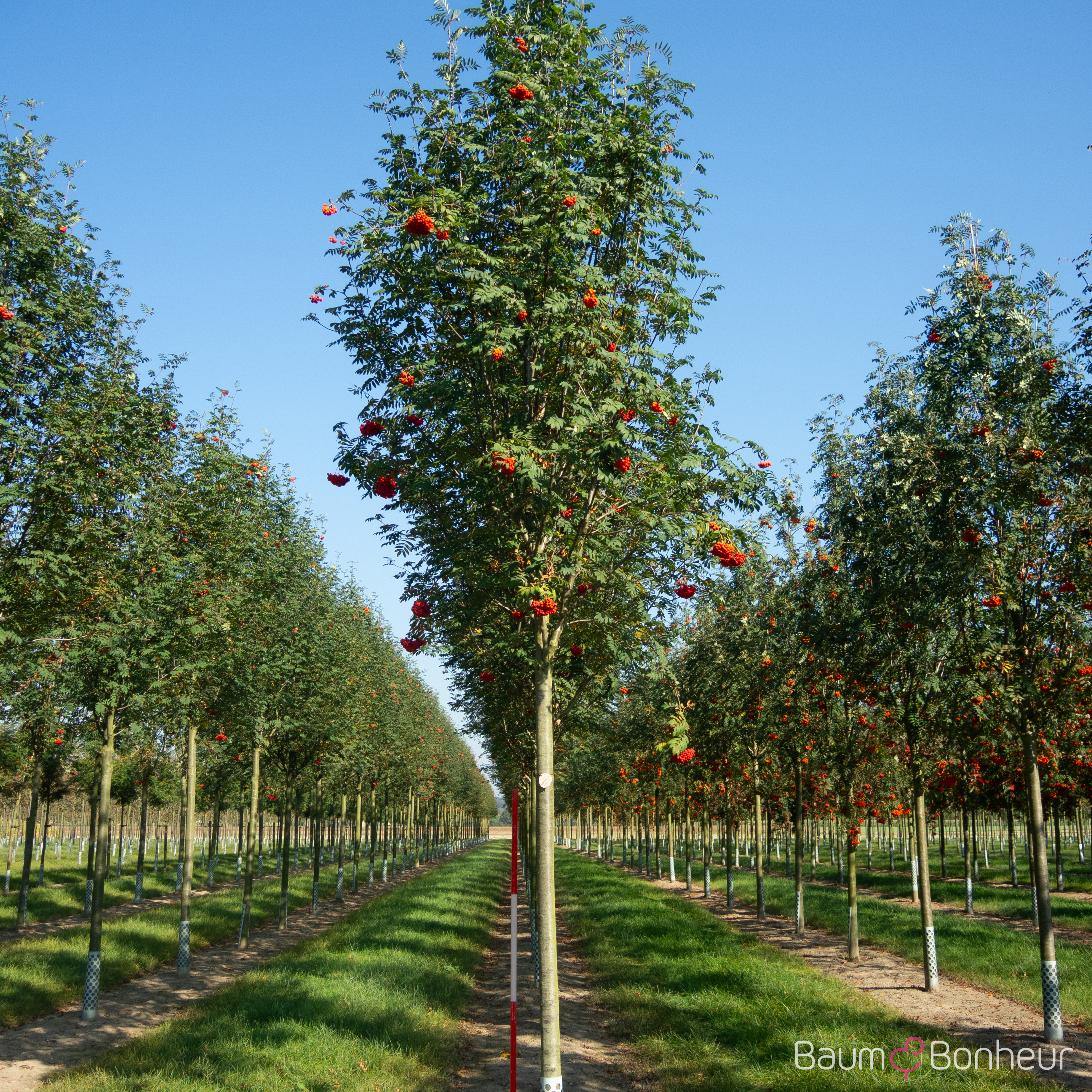 Sorbus aucuparia 'Rossica Major'
