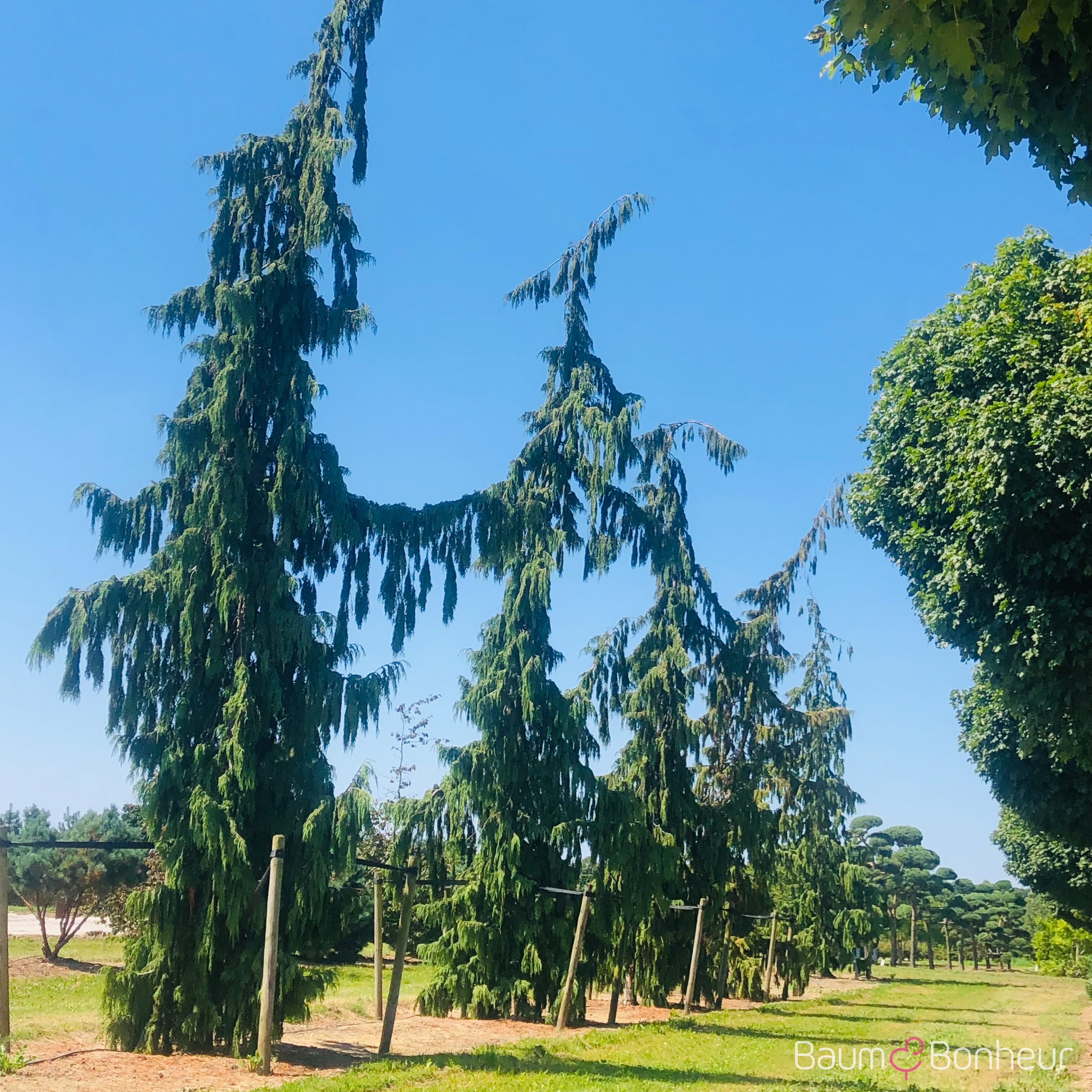 Chamaecyparis nootkatensis 'Pendula'