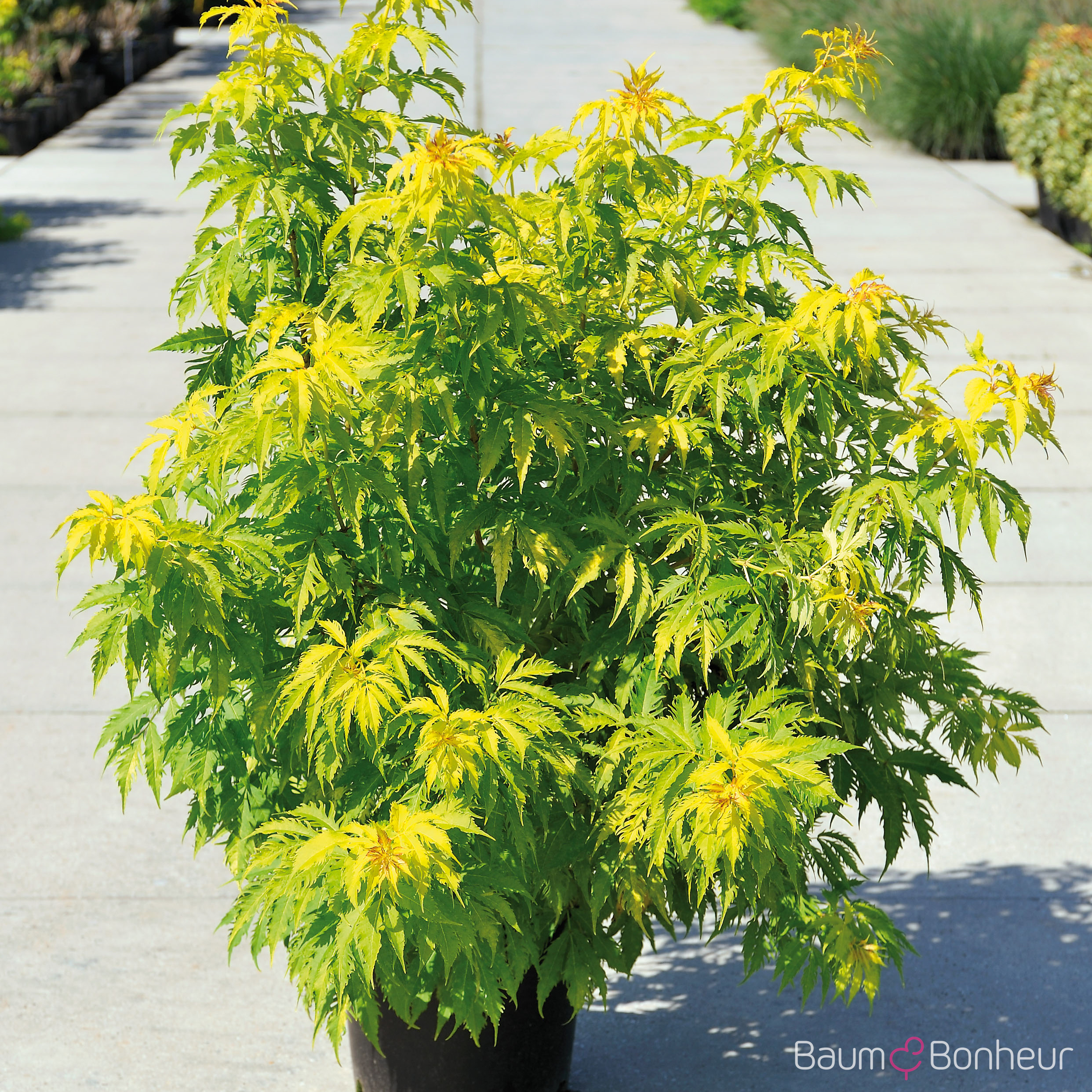 Sambucus racemosa 'Plumosa Aurea'