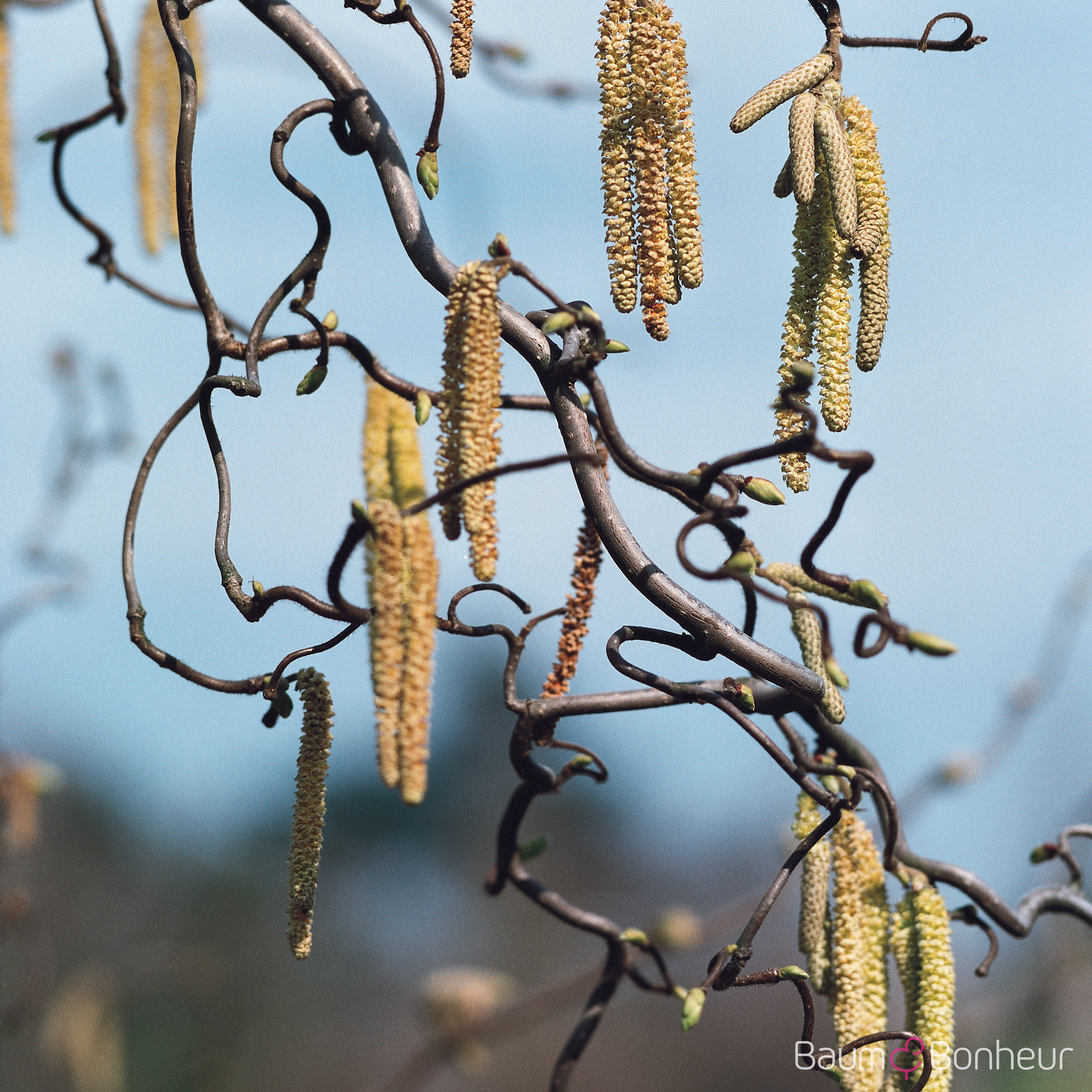 Corylus avellana 'Contorta'