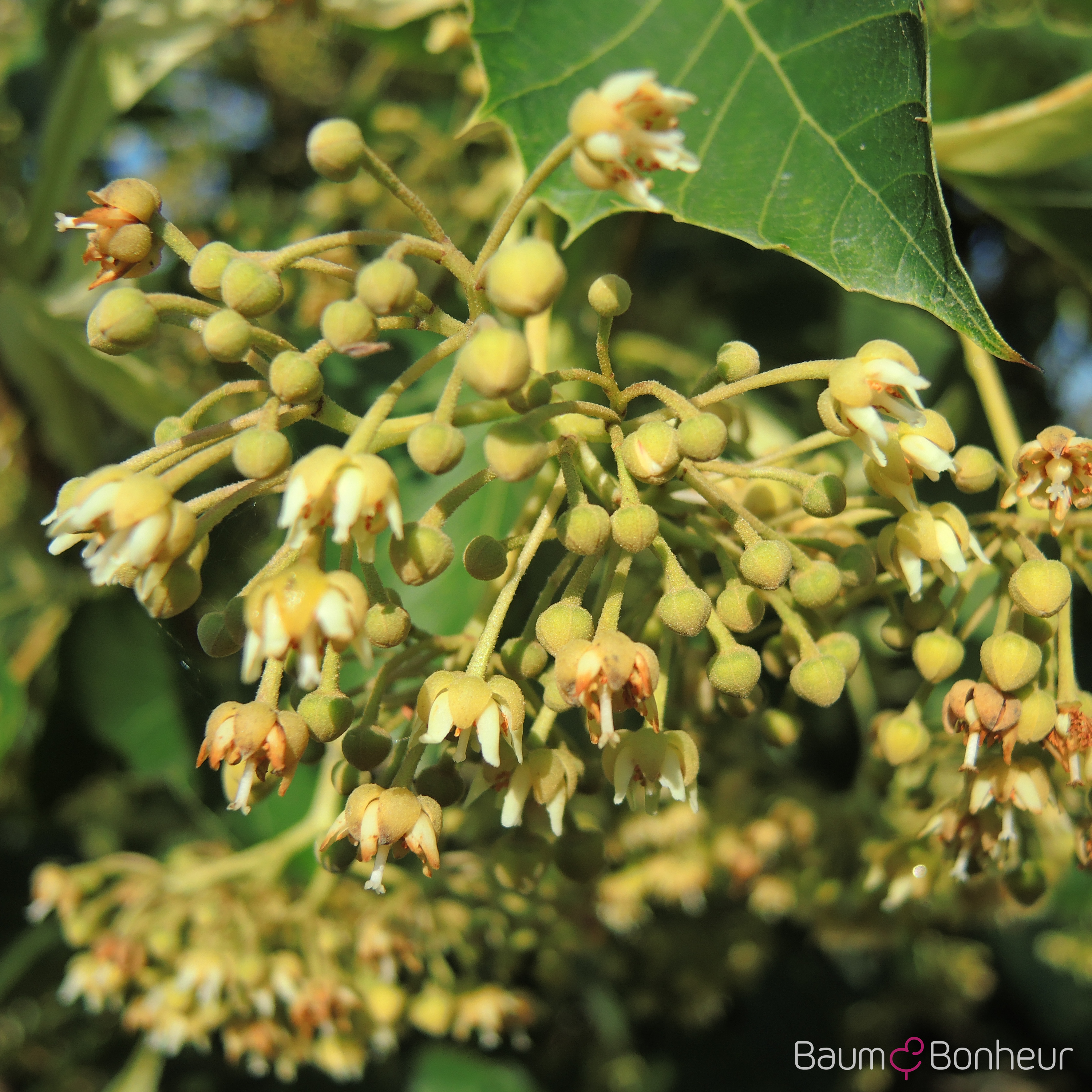 Tilia henryana