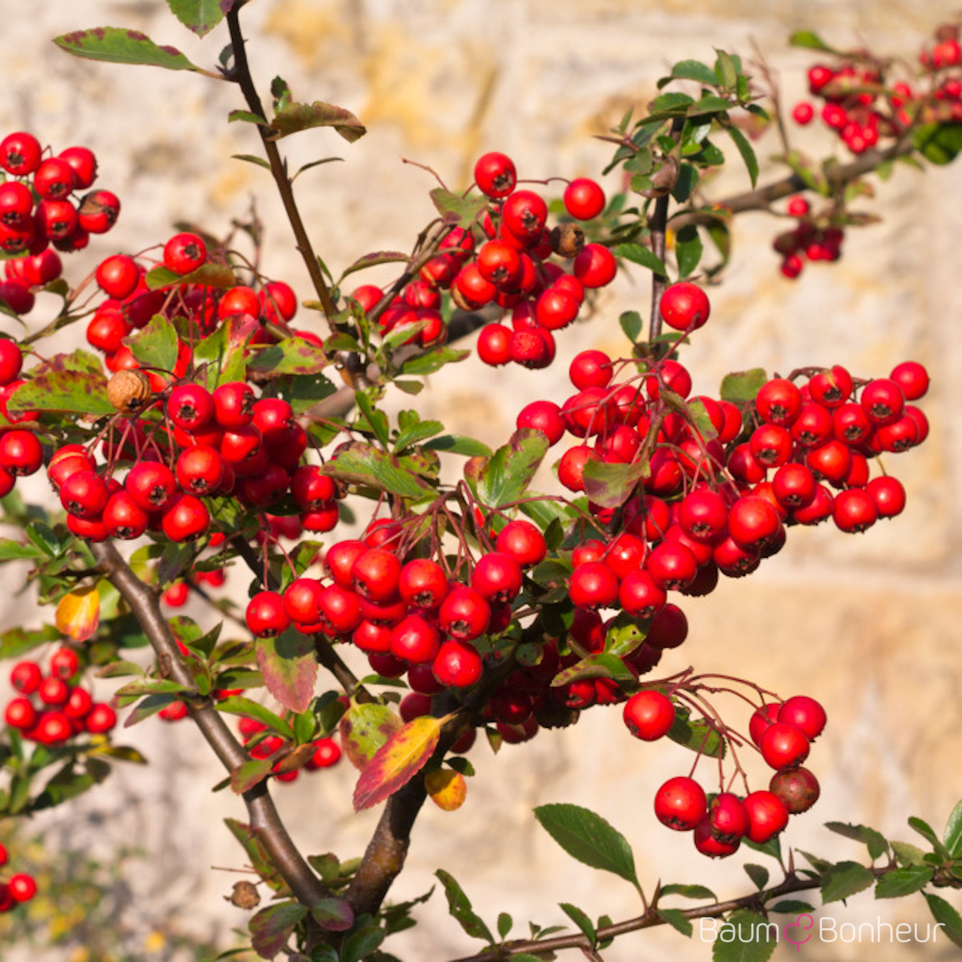Pyracantha 'Red Column'