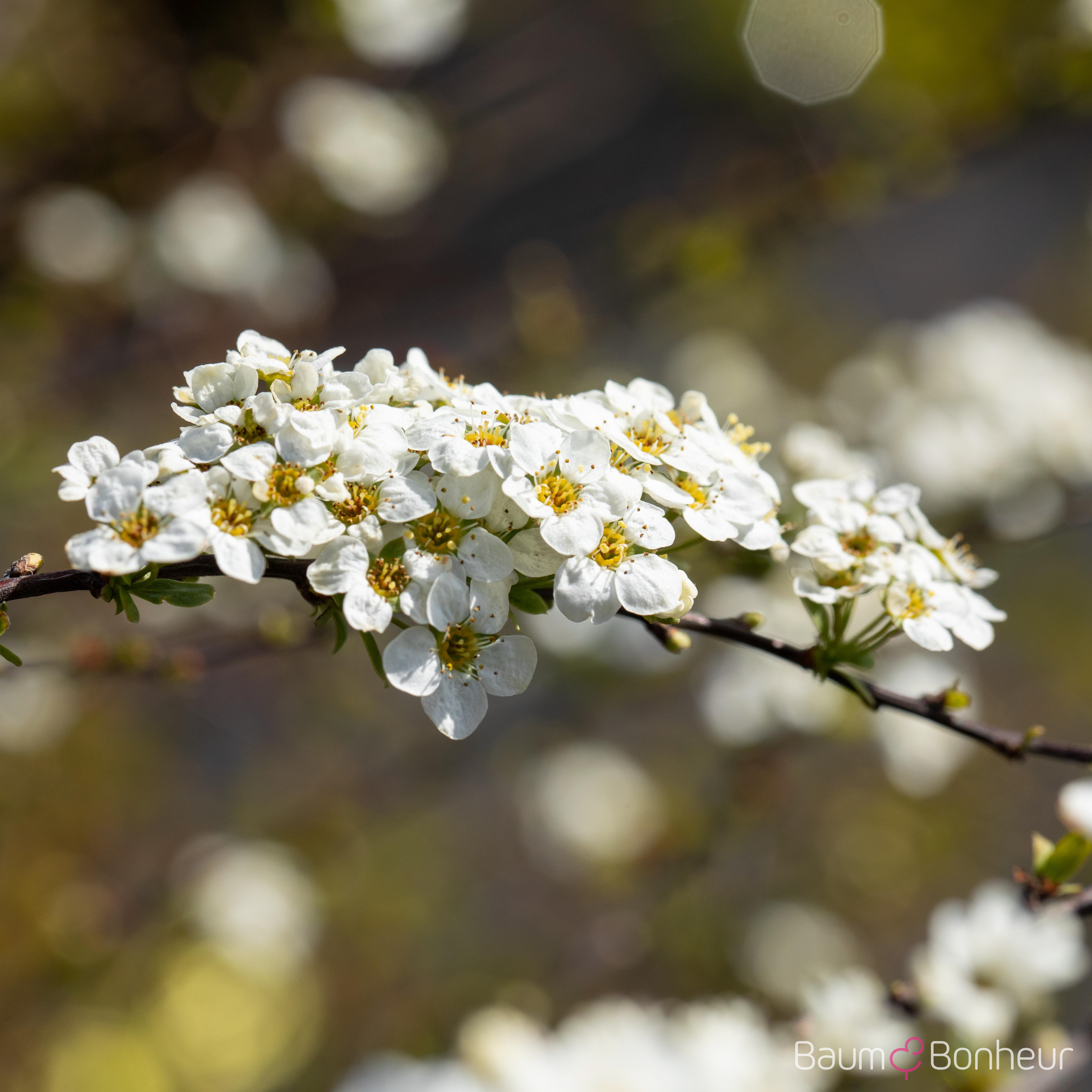 Spiraea x cinerea 'Grefsheim'