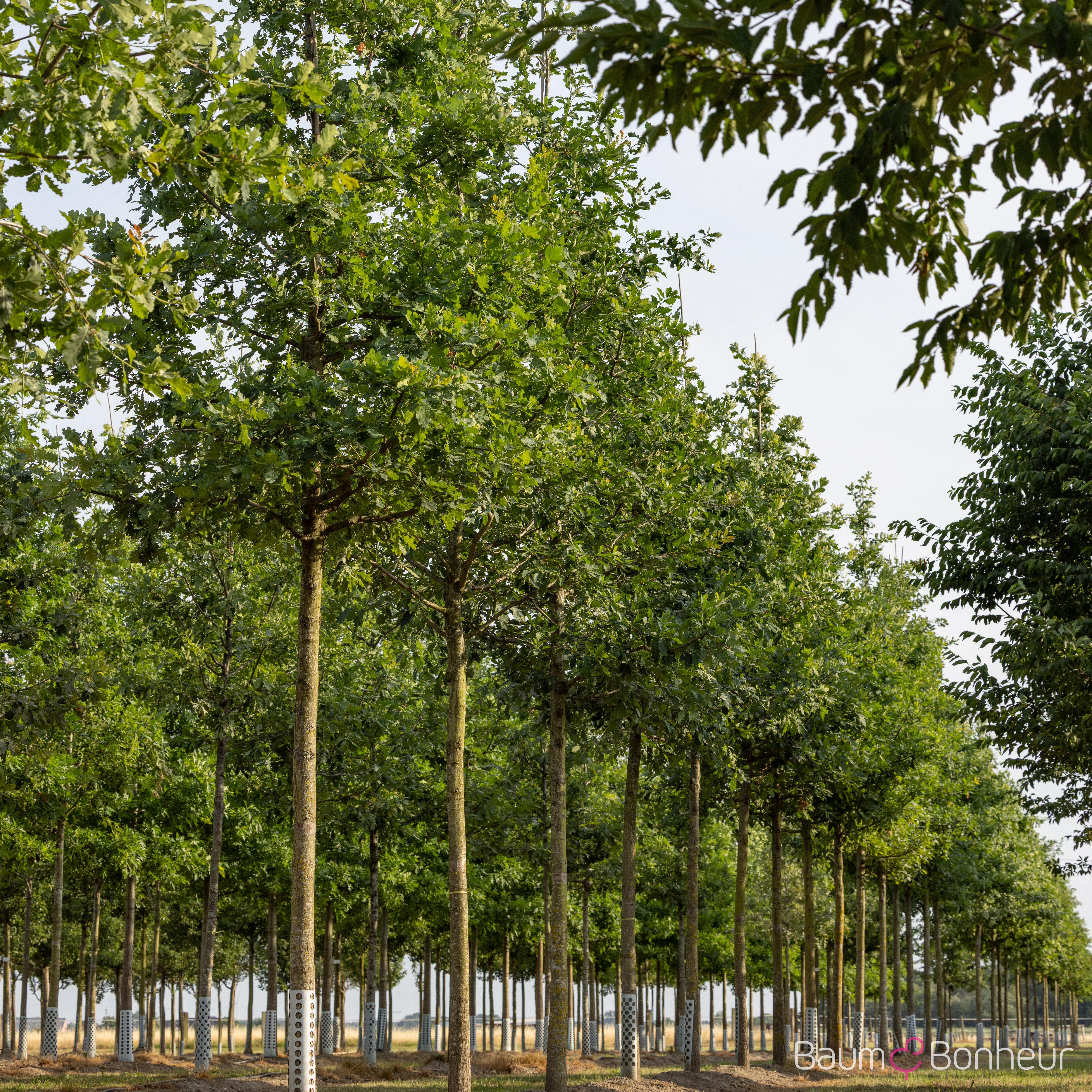 Quercus petraea