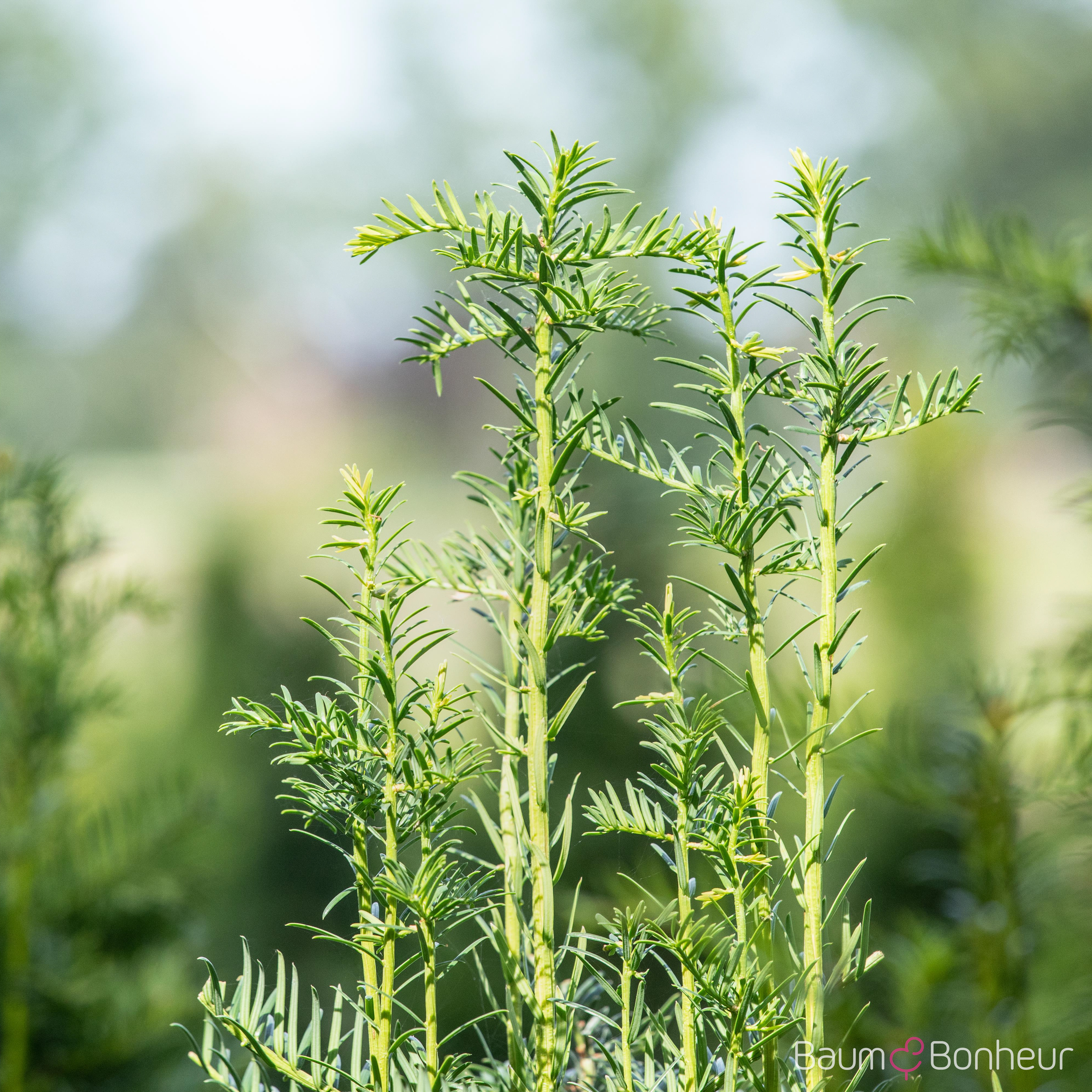 Taxus baccata 'Fastigiata'