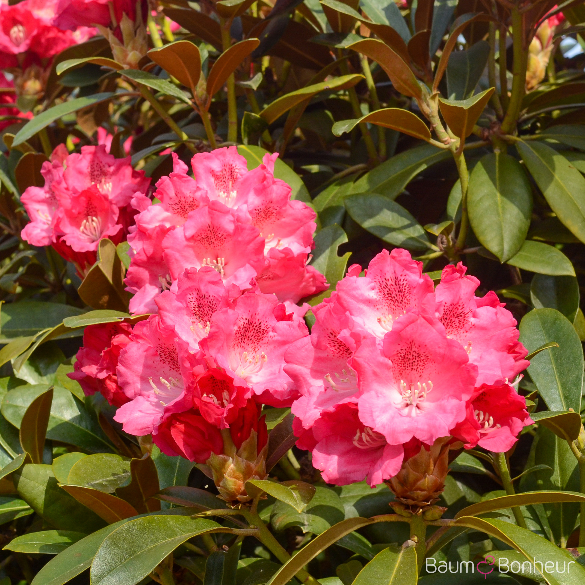 Rhododendron yakushimanum 'Morgenrot'