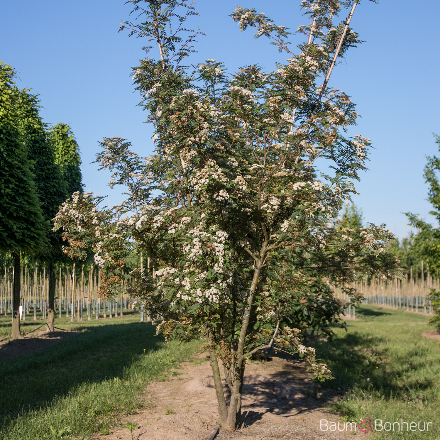 Sorbus vilmorinii