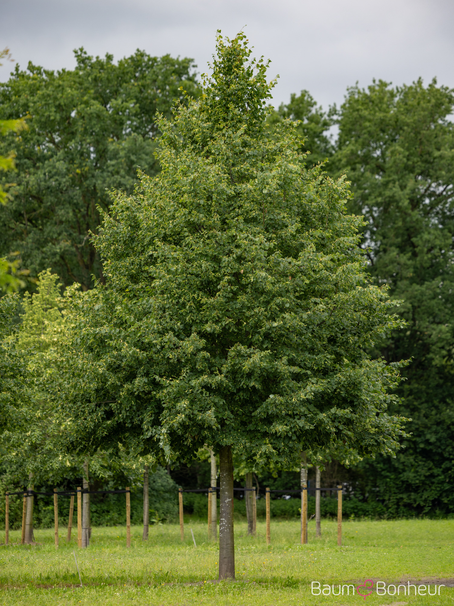 Tilia cordata 'Greenspire'