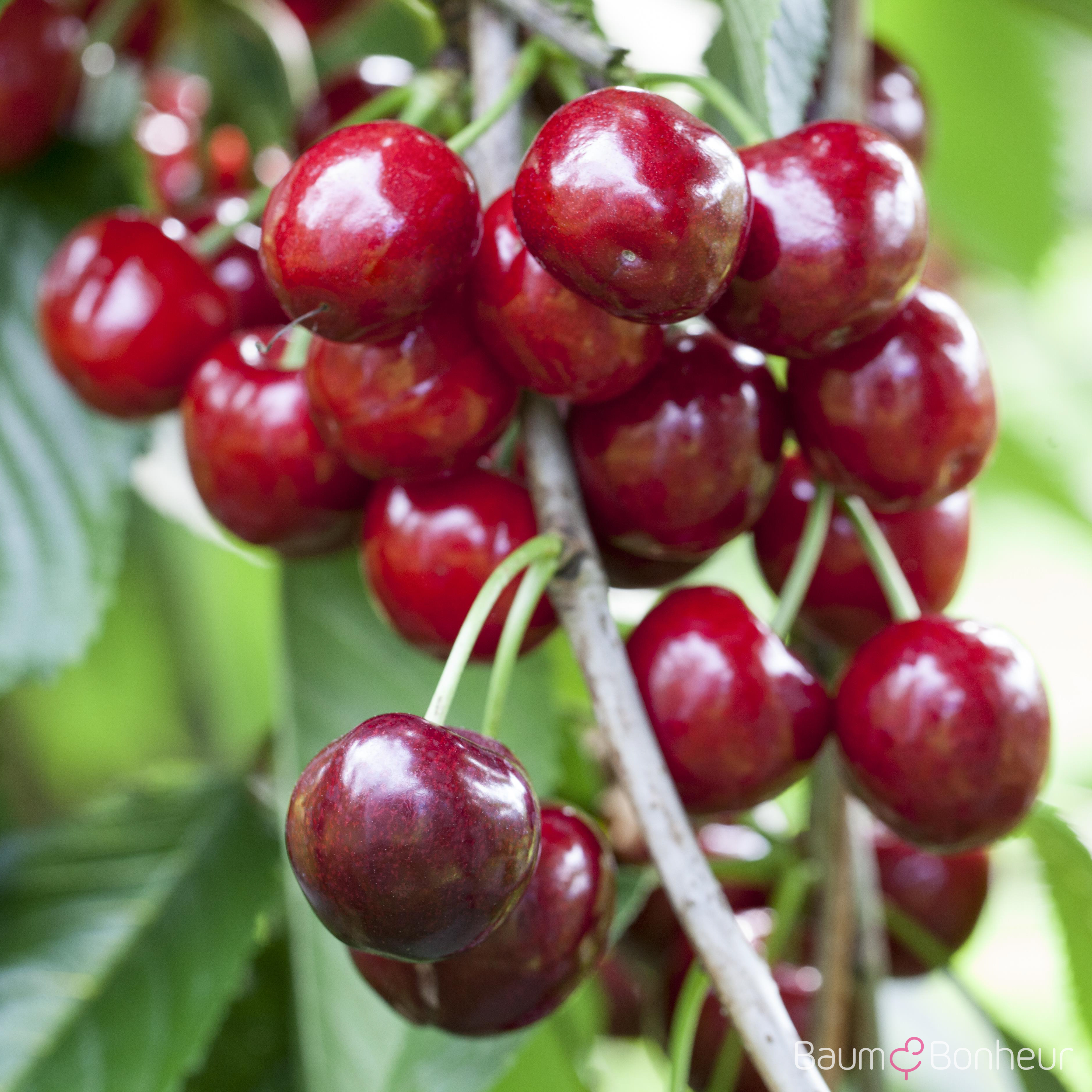 Prunus av. 'Burlat'