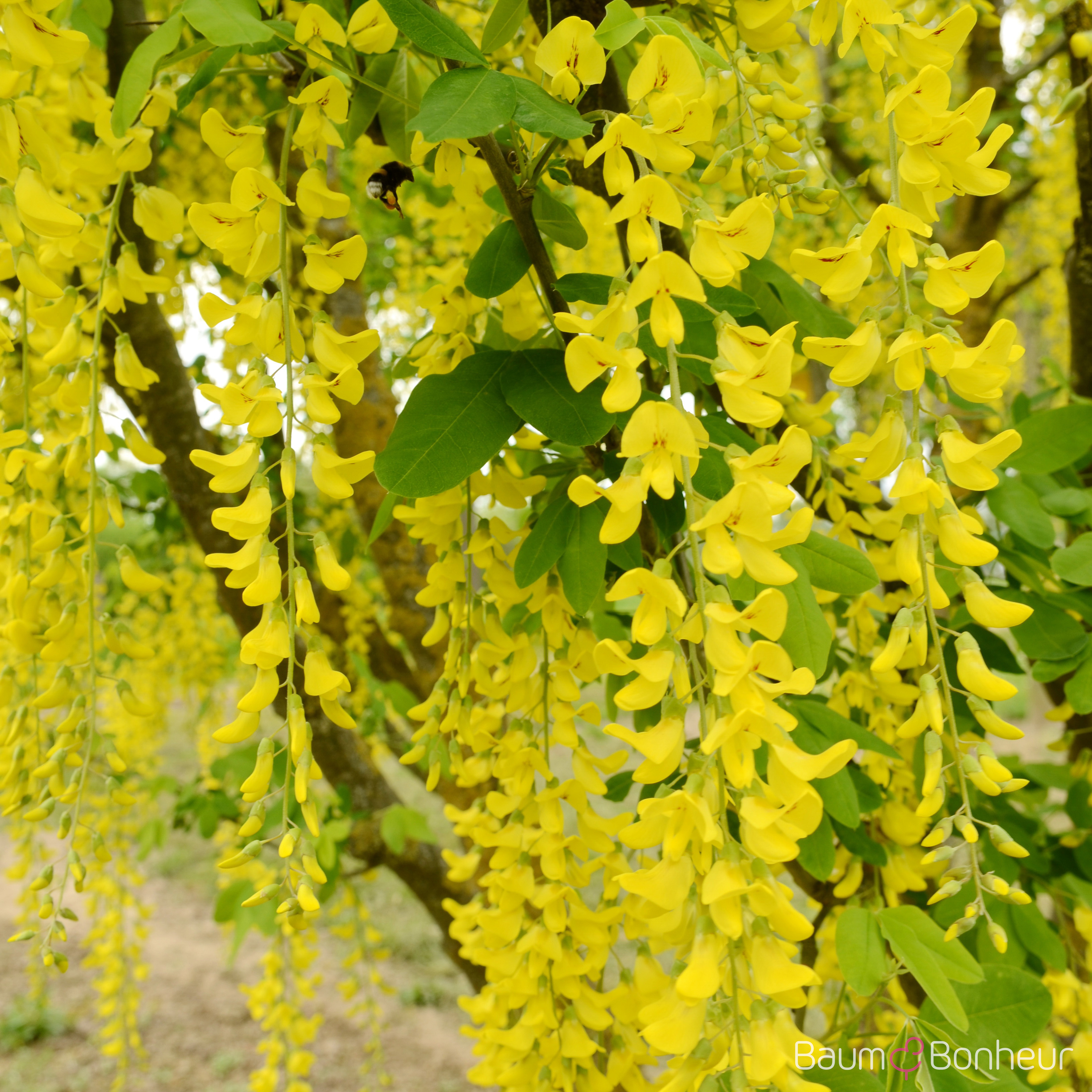 Laburnum anagyroides