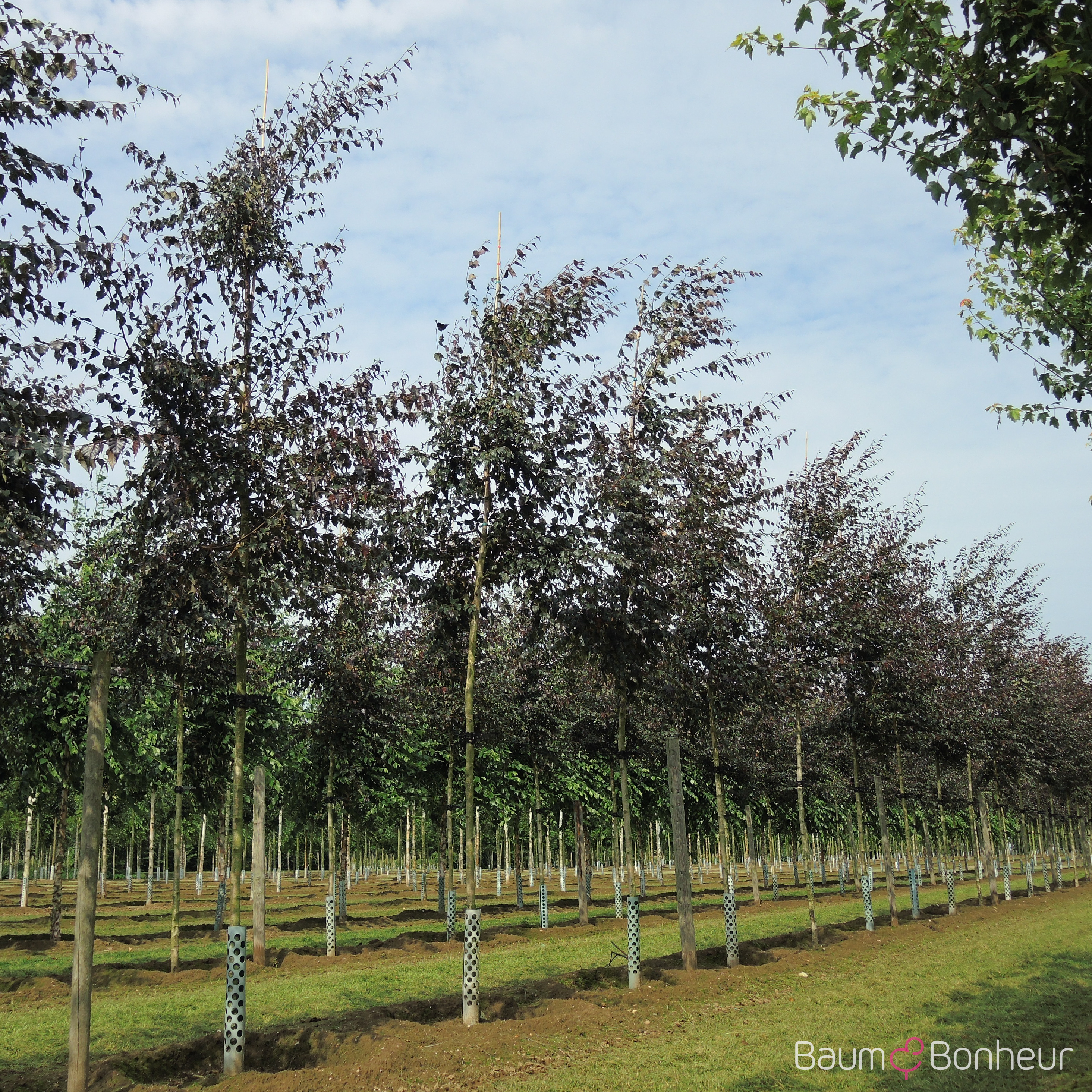 Betula pendula 'Royal Frost'