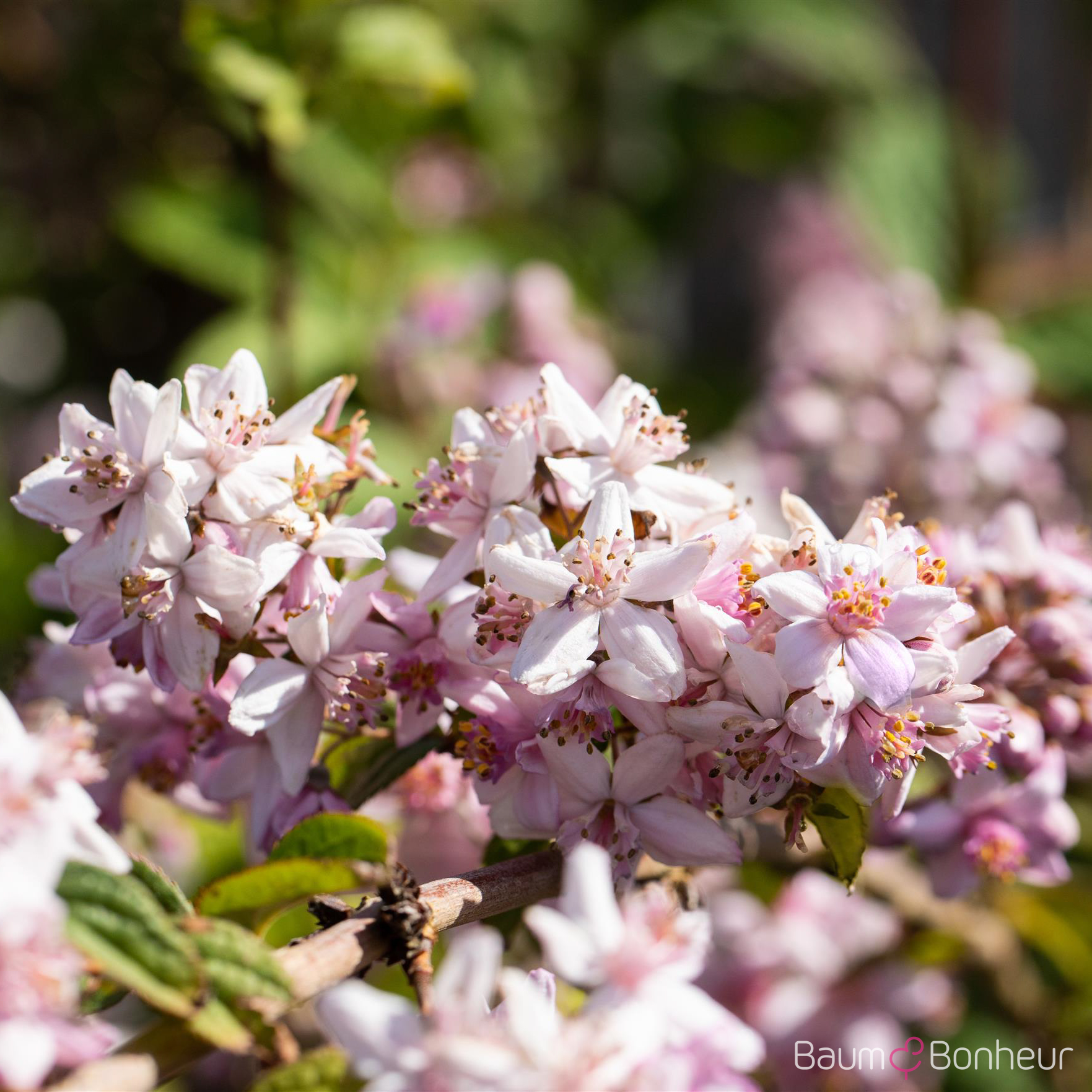 Deutzia hybrida 'Mont Rose'