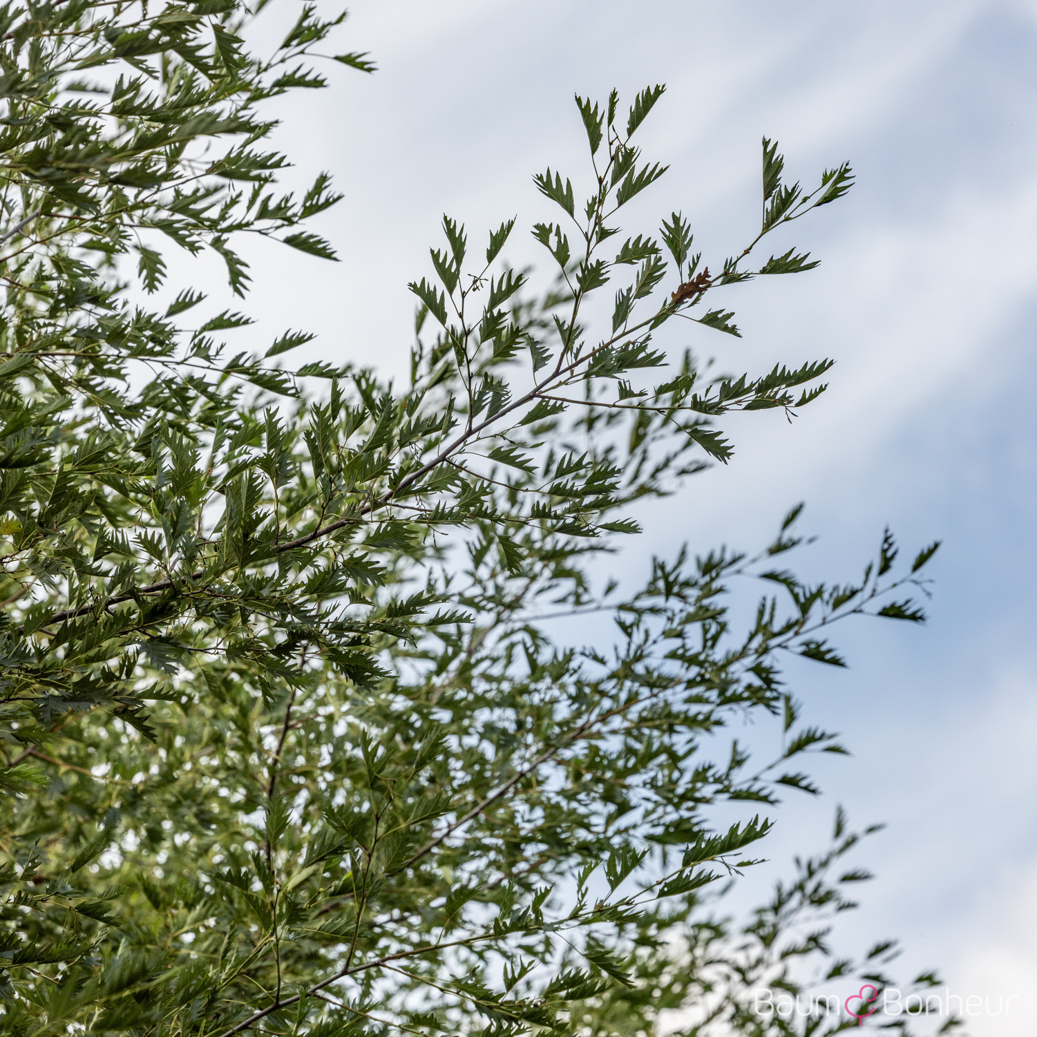 Alnus glutinosa 'Laciniata'
