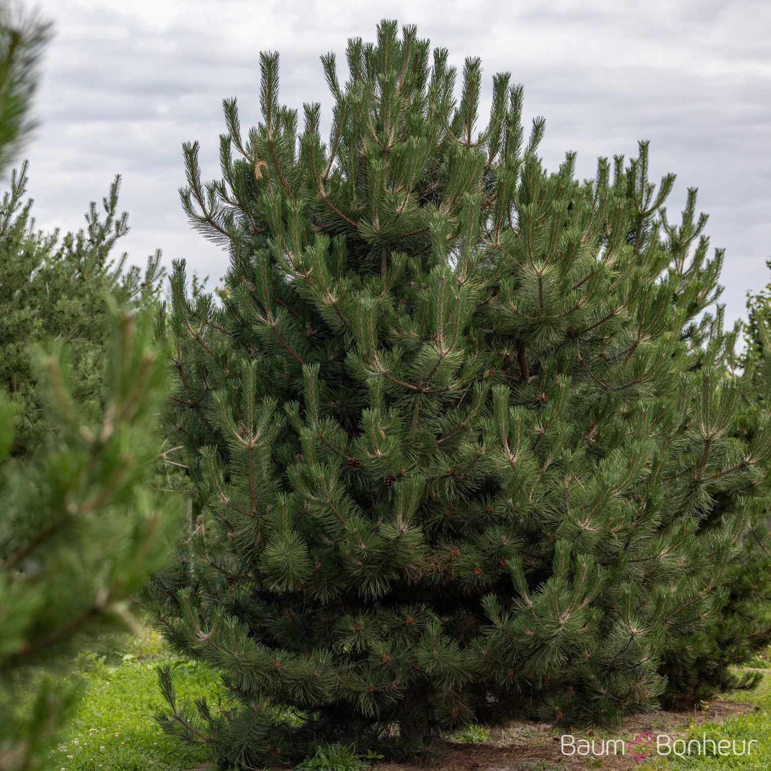 Pinus nigra subsp. nigra