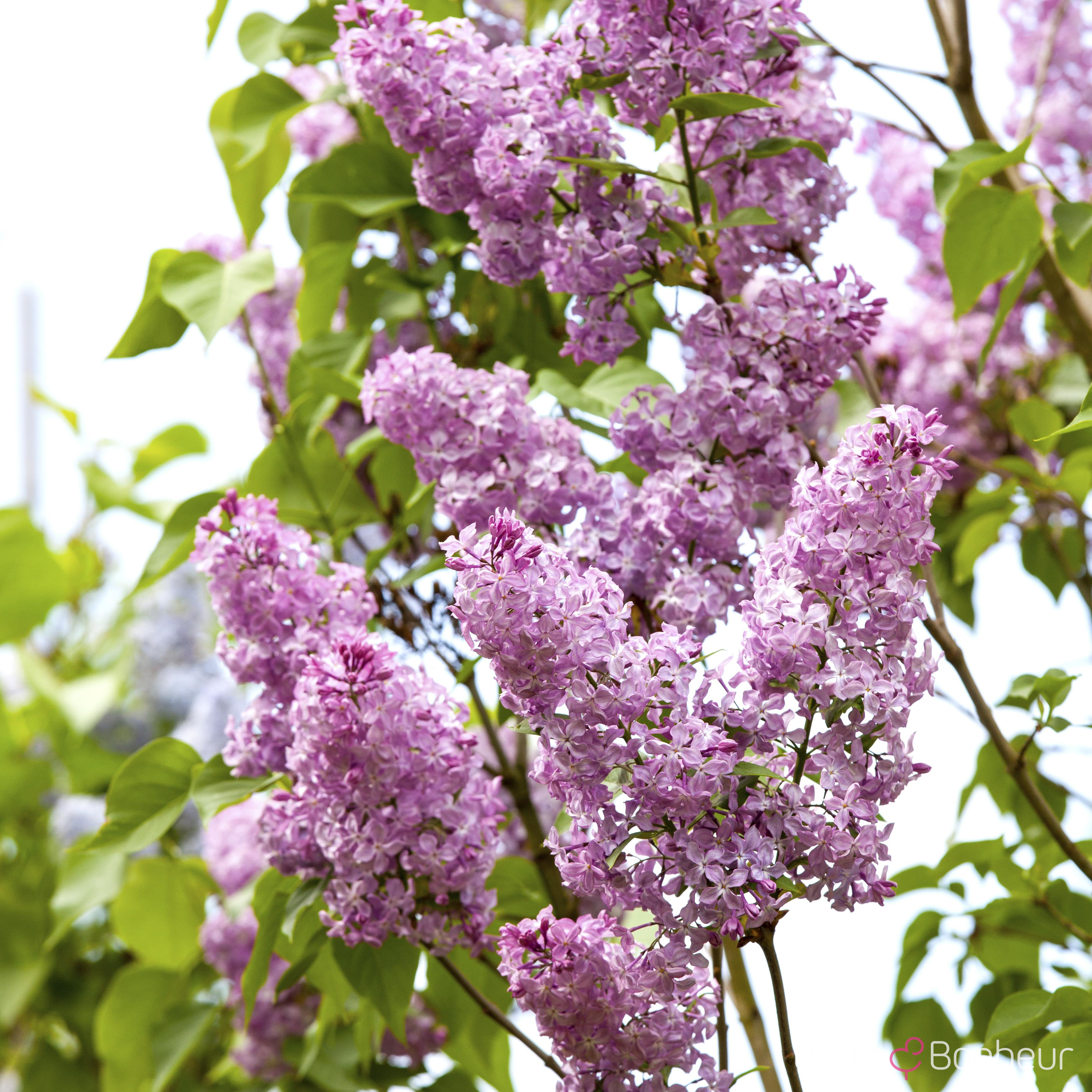 Syringa vulgaris
