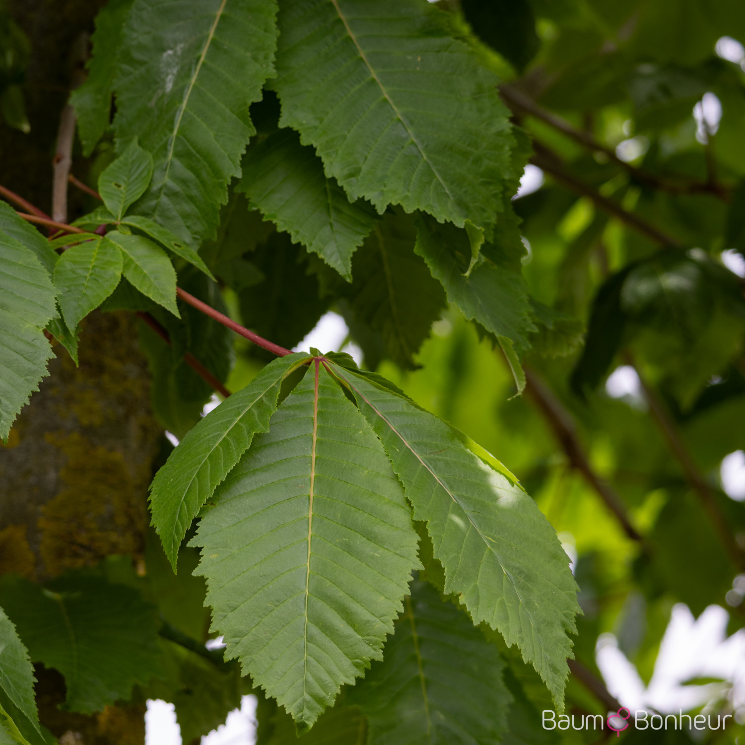 Aesculus carnea 'Briotii'