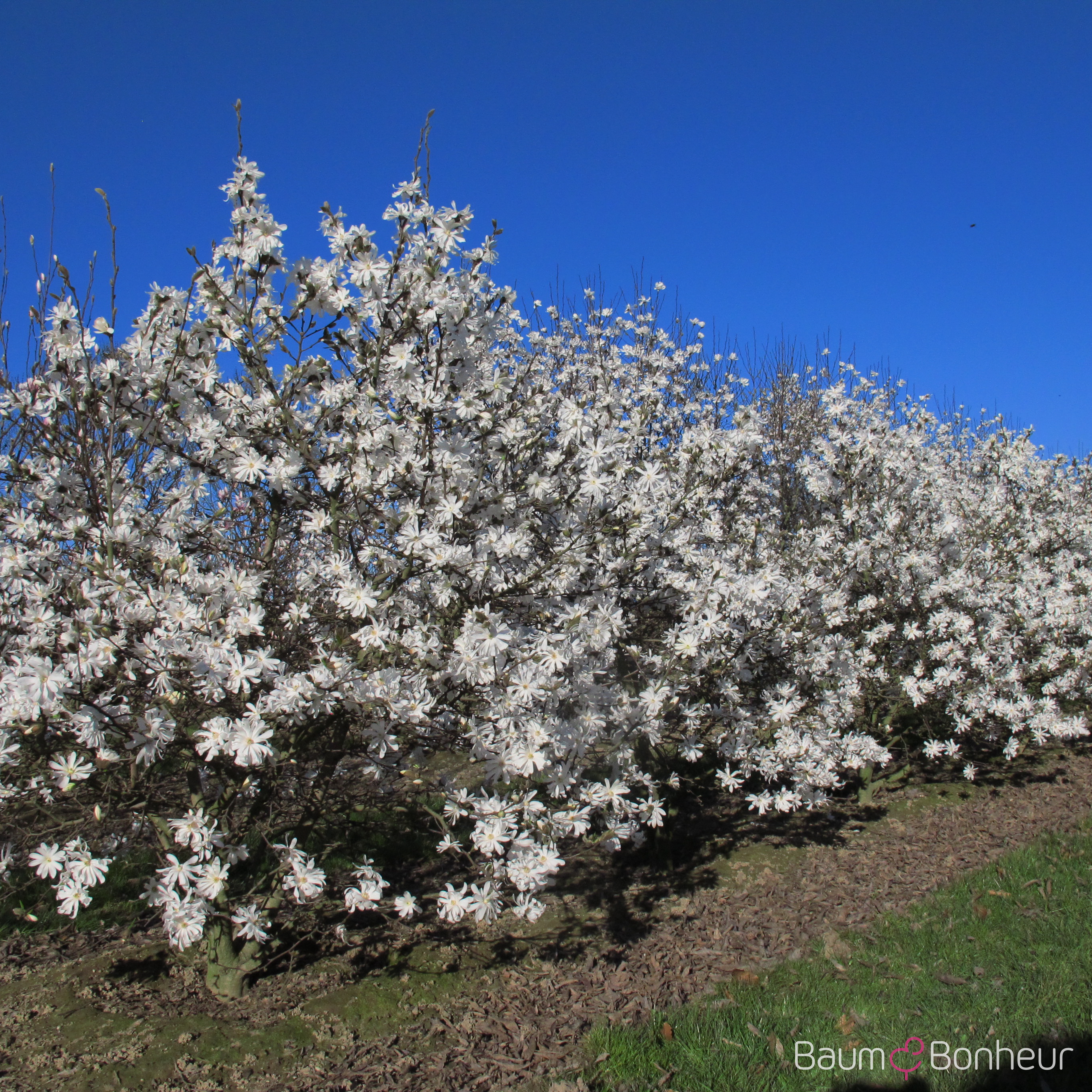 Magnolia stellata
