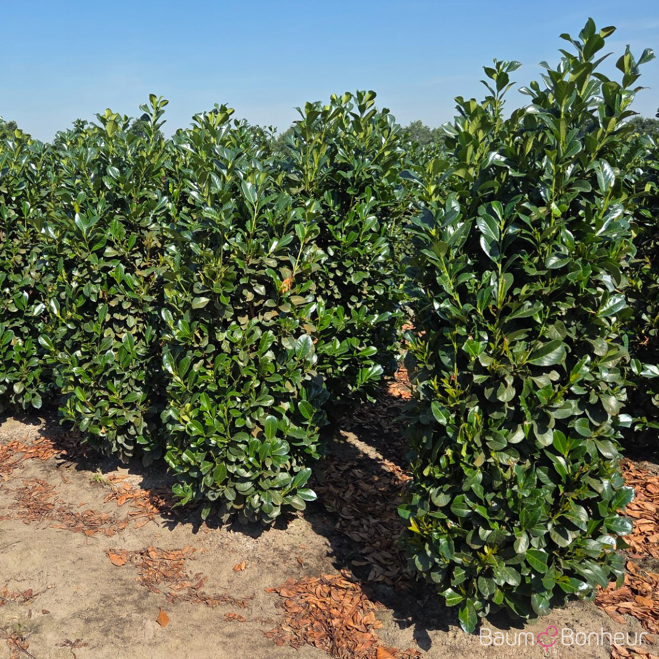 Prunus laurocerasus 'Etna'®