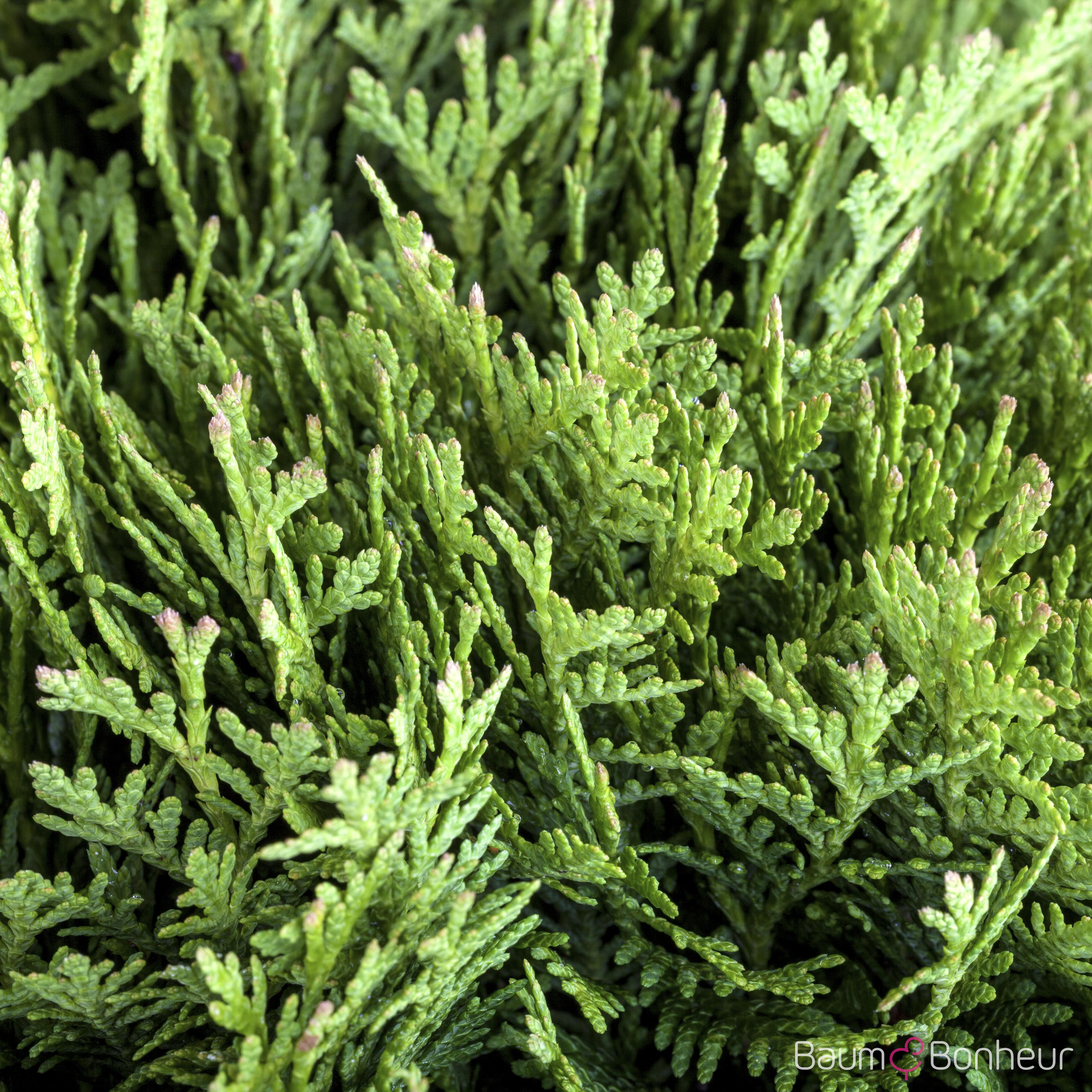 Thuja occidentalis 'Danica'