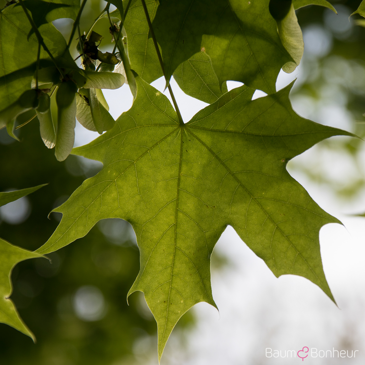 Acer truncatum 'Pacific Sunset' -R-