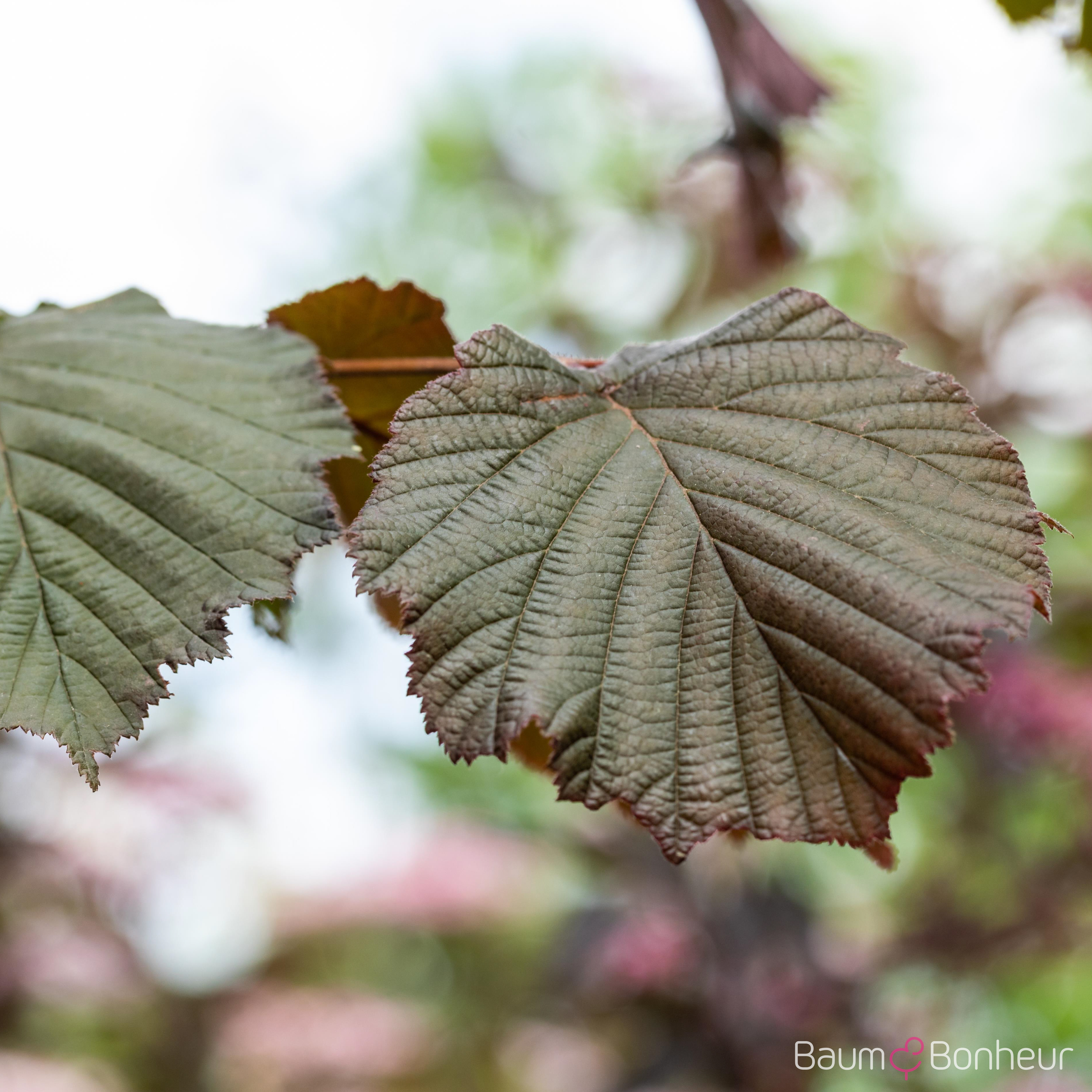 Corylus maxima 'Purpurea'