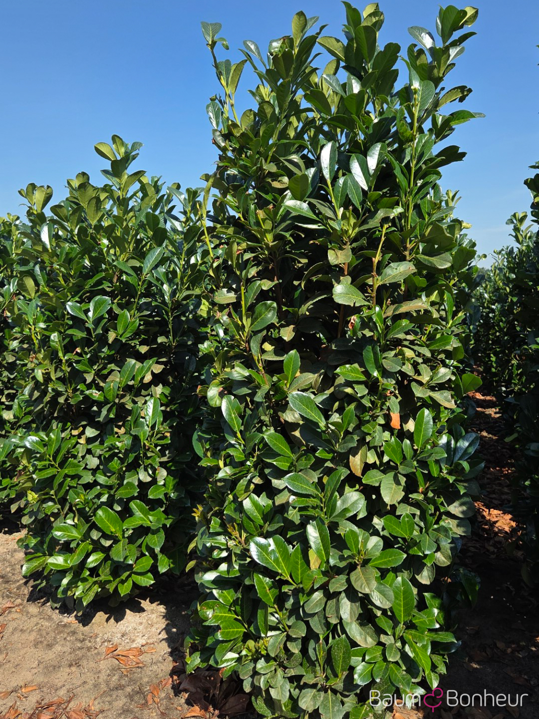 Prunus laurocerasus 'Etna'®