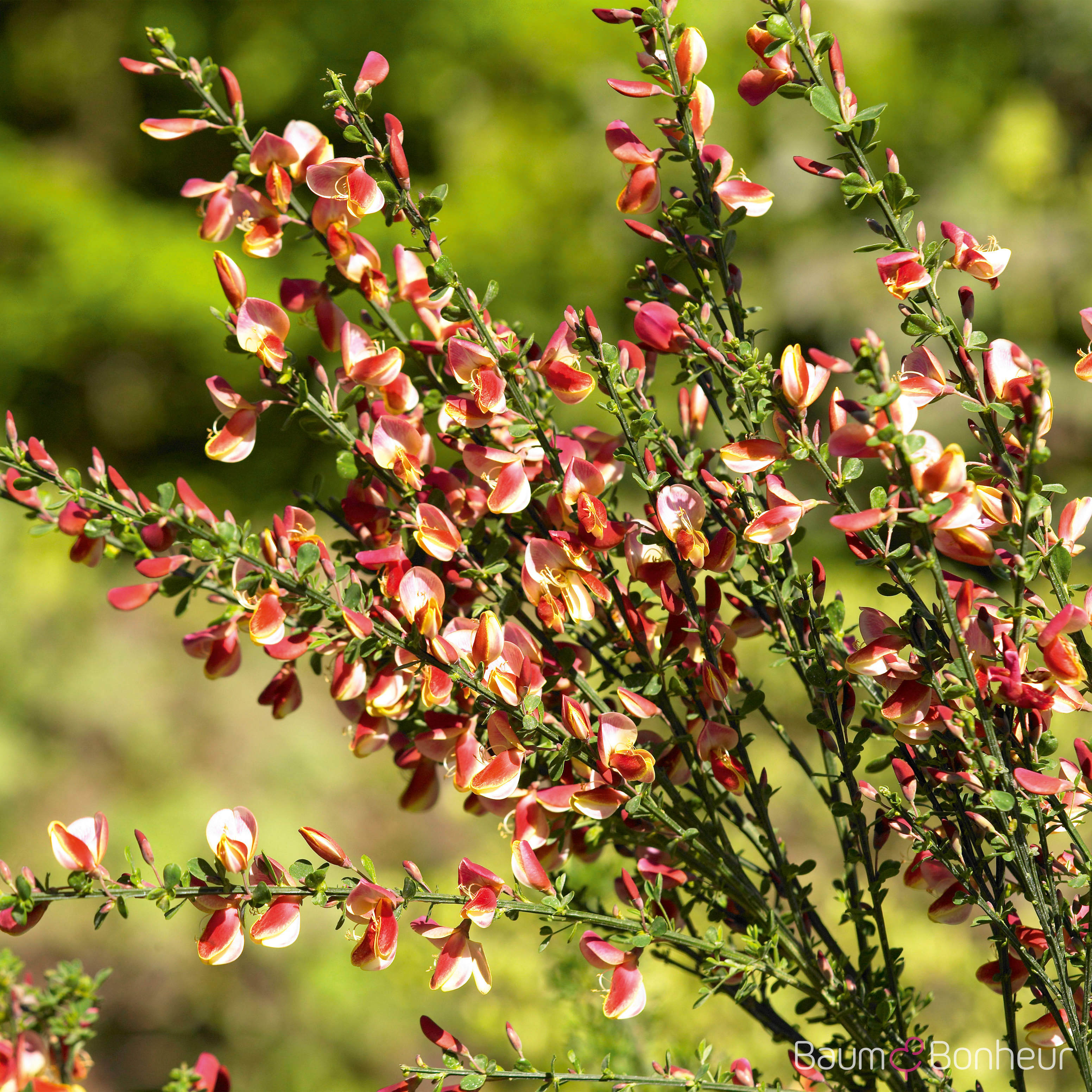 Cytisus scoparius 'Palette'