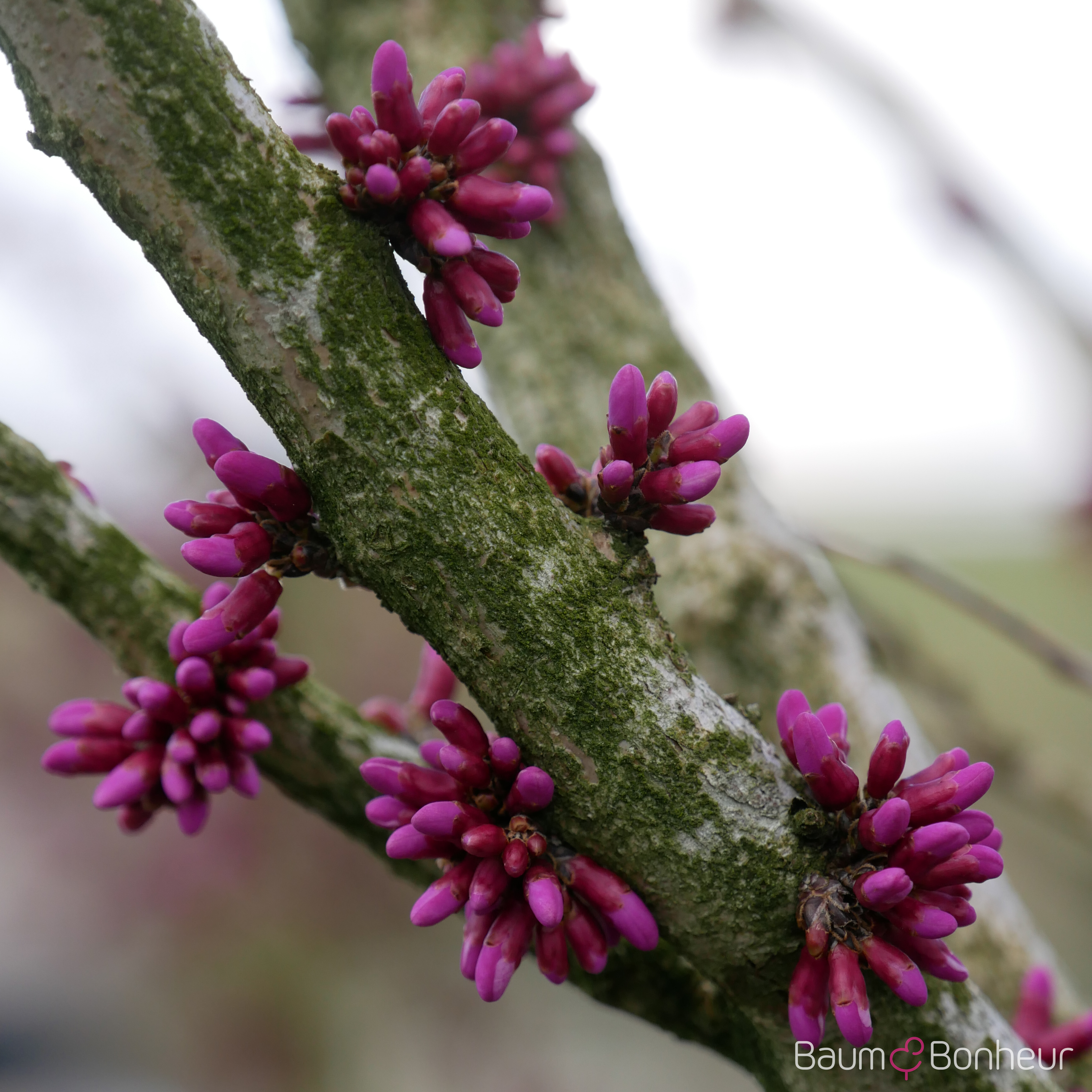 Cercis siliquastrum