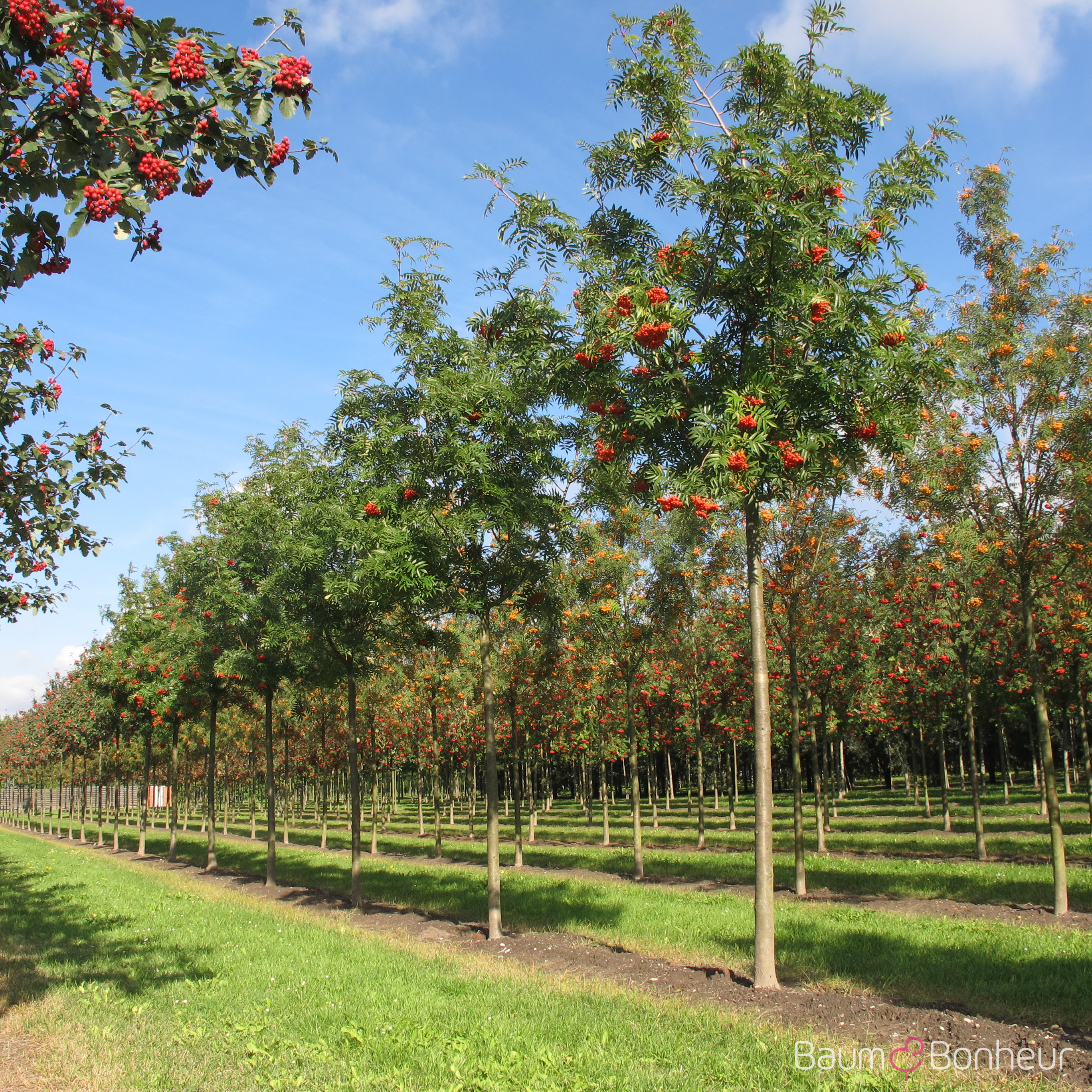 Sorbus 'Dodong'