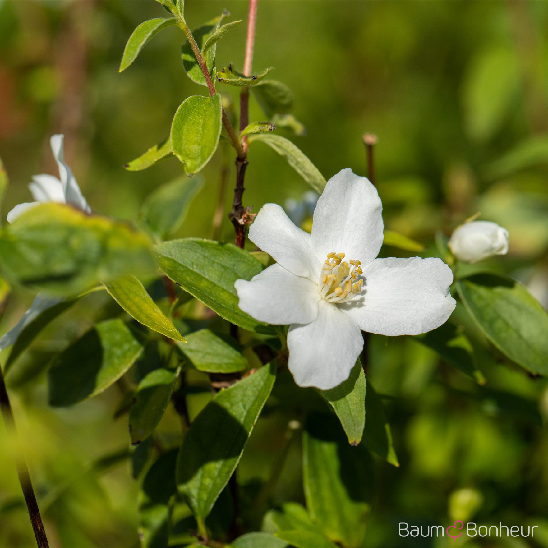 Philadelphus 'Manteau d'Hermine'