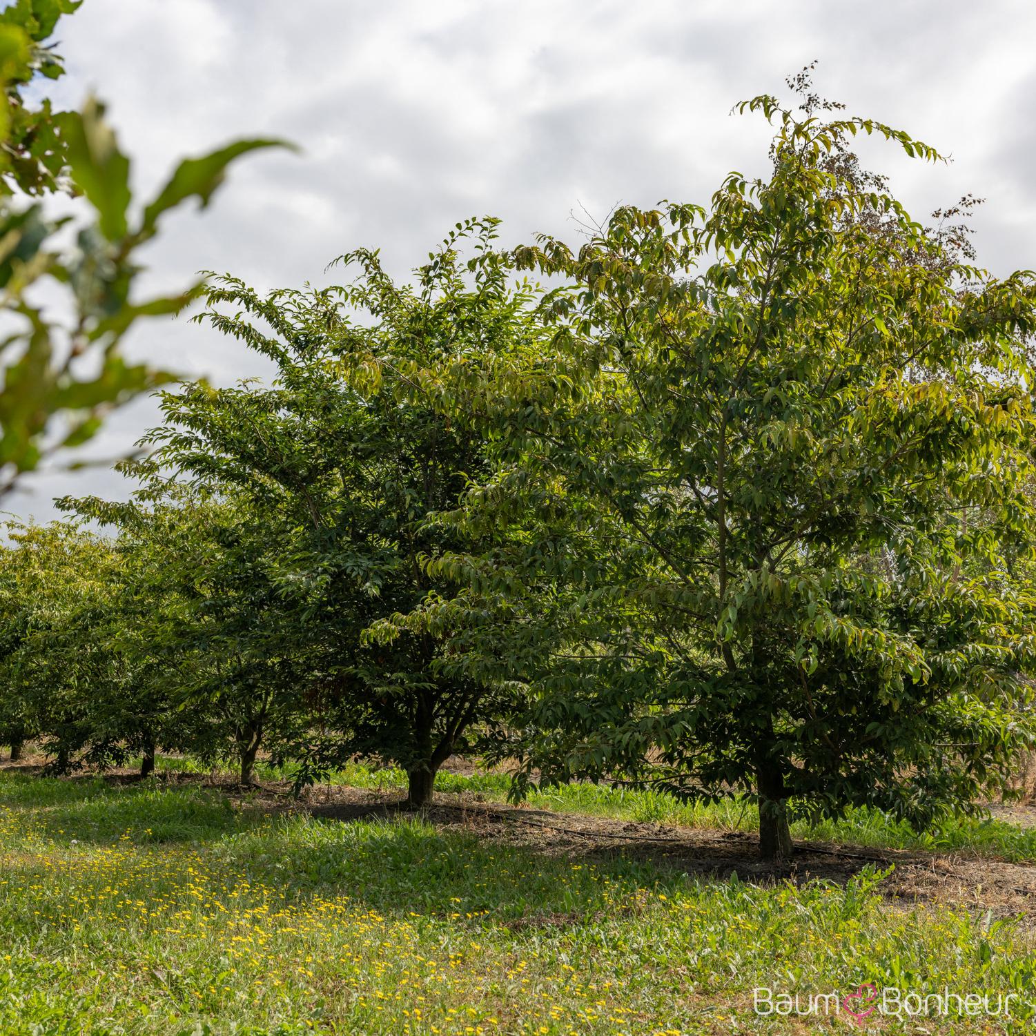 Carpinus japonica
