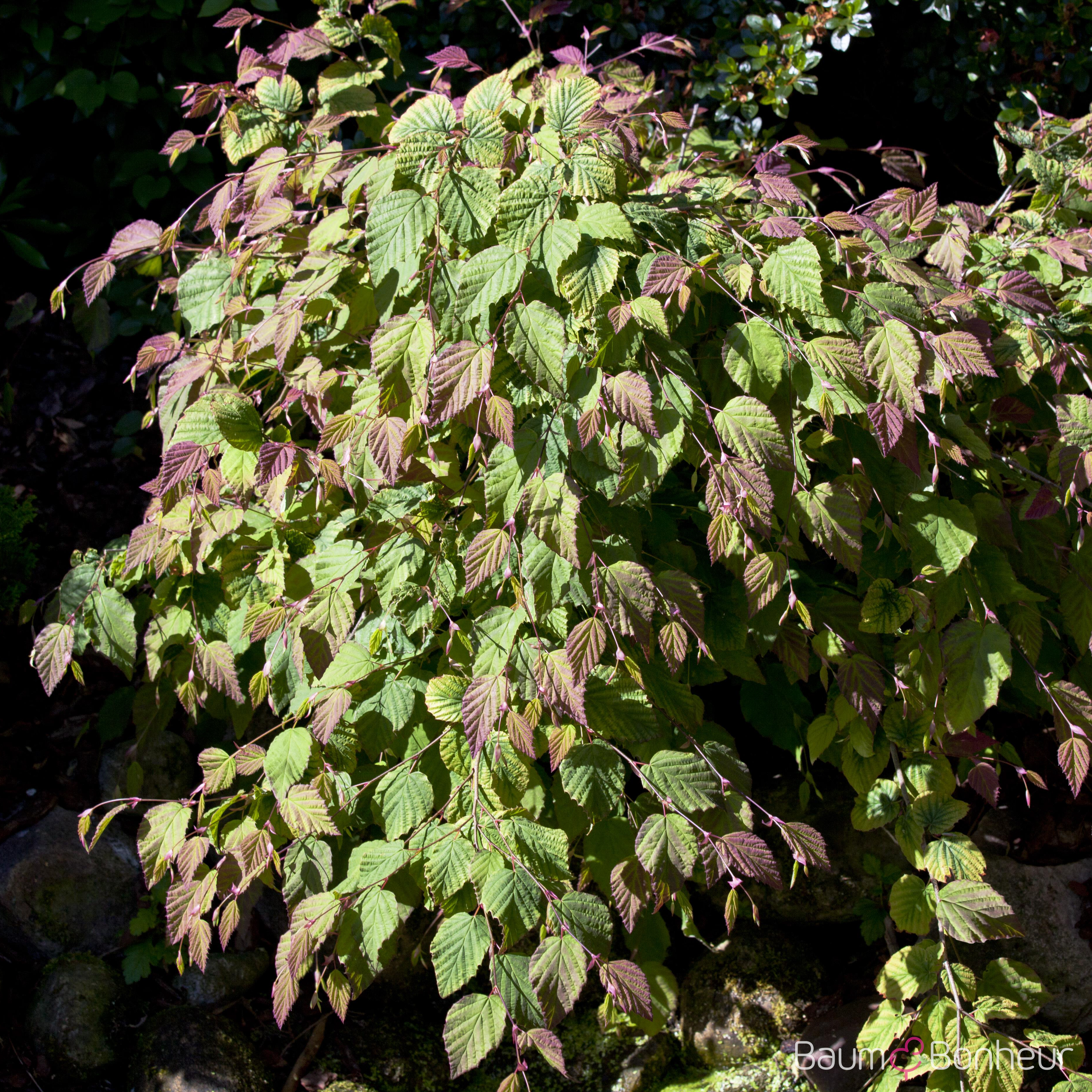 Corylopsis spicata