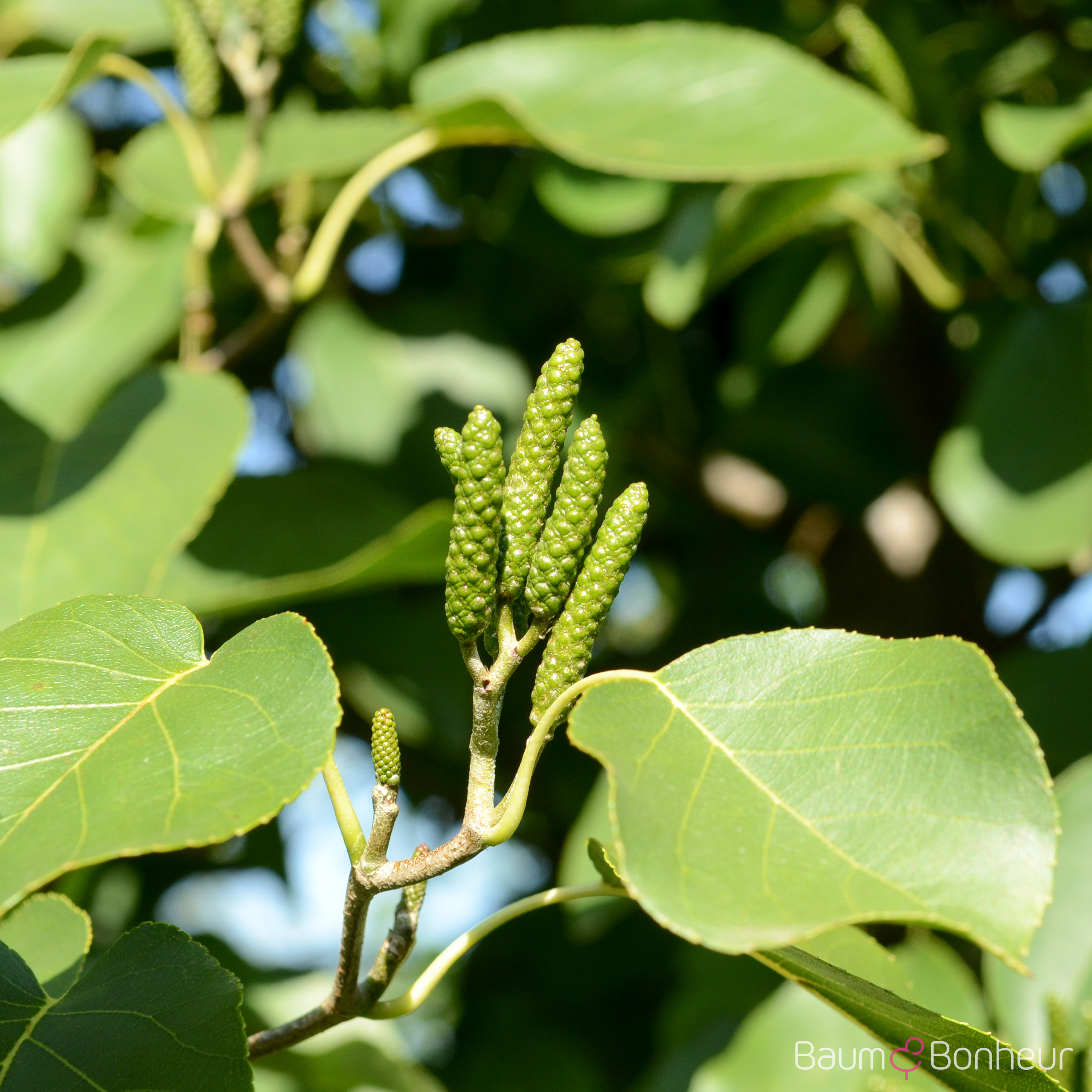 Alnus cordata
