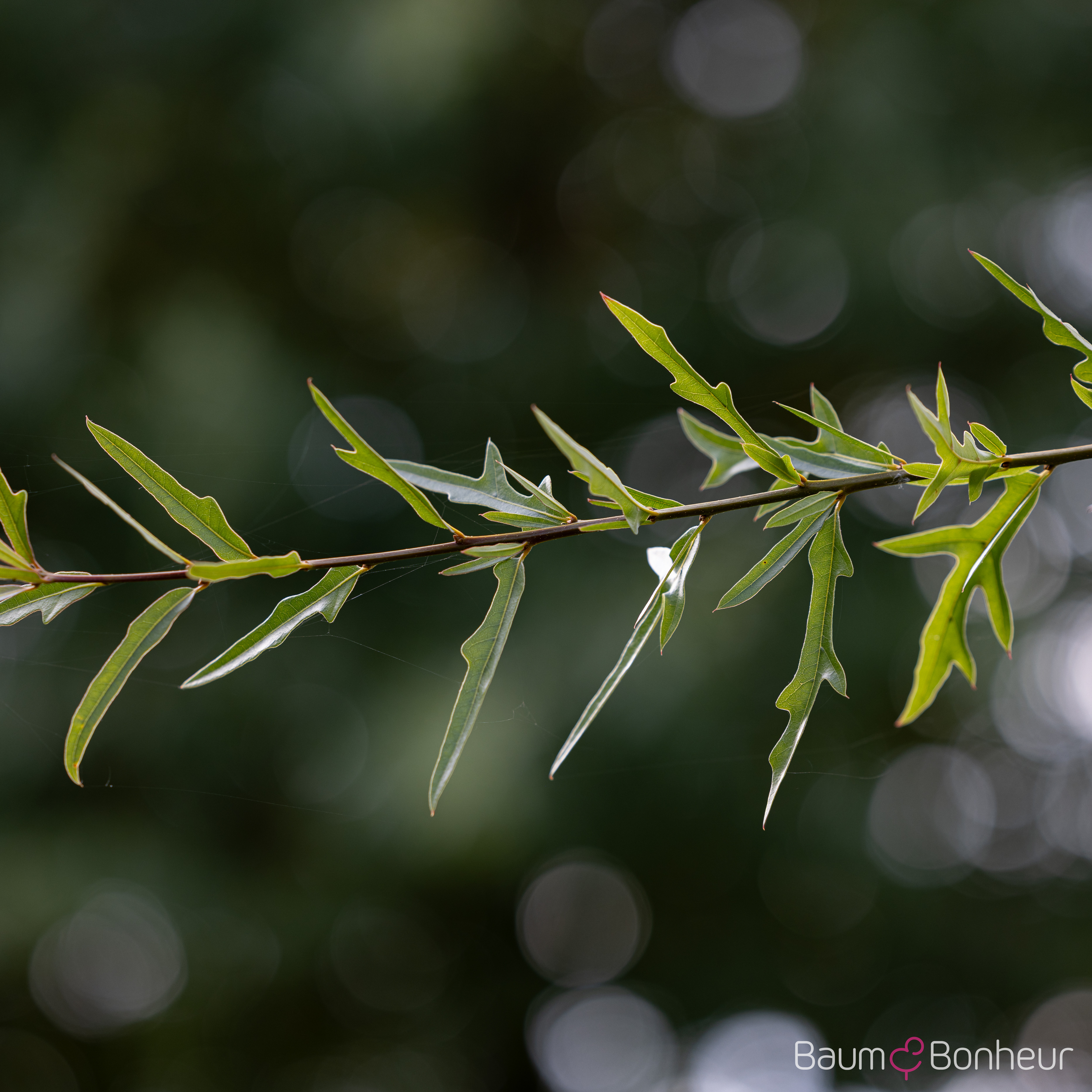 Quercus nigra