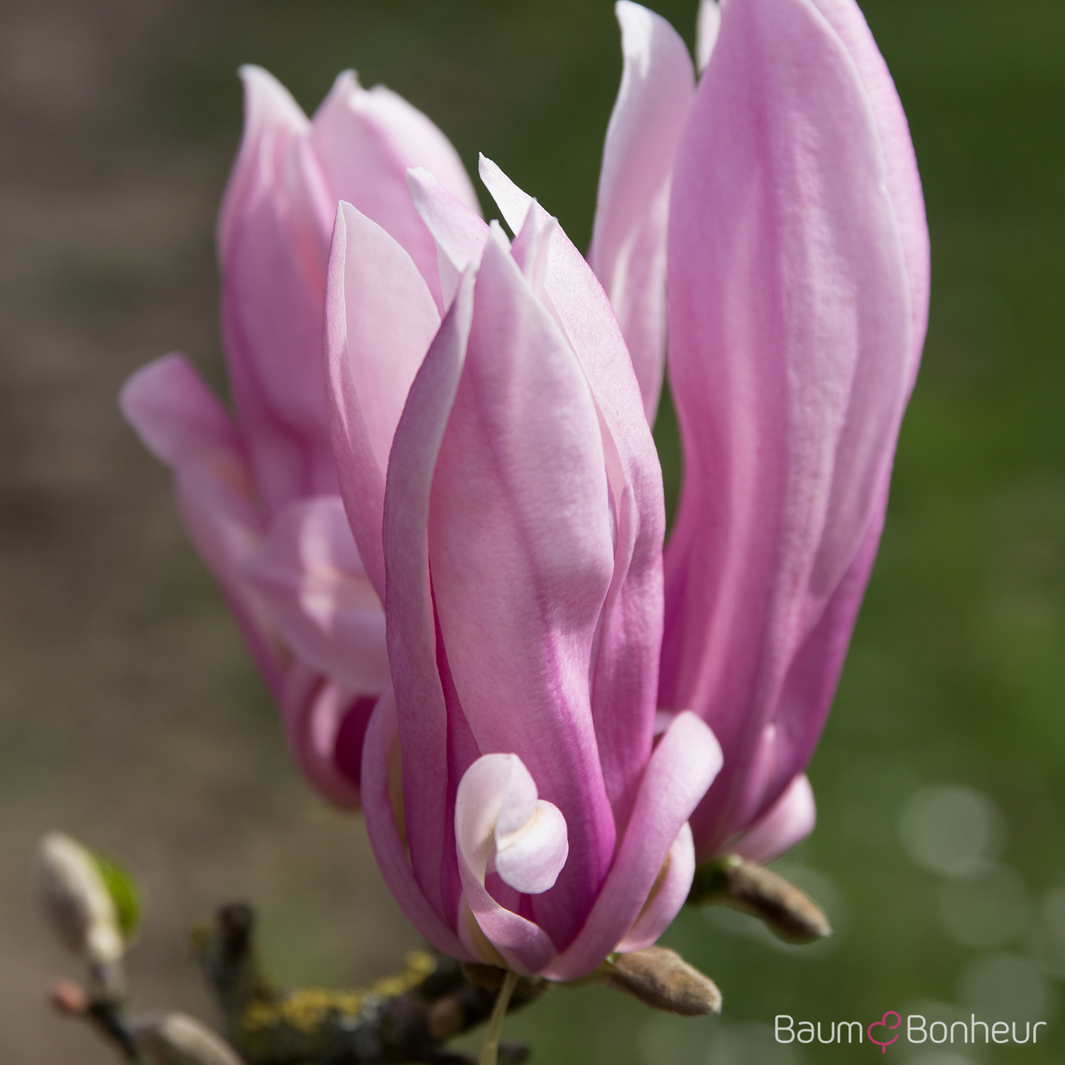 Magnolia liliflora 'Nigra'