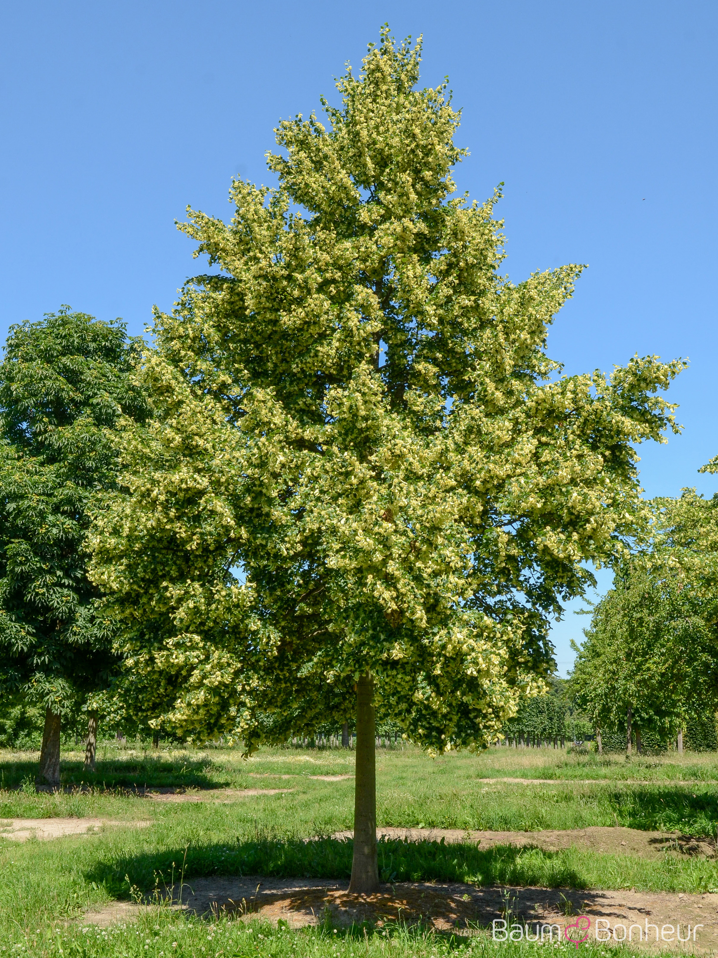 Tilia cordata 'Rancho'