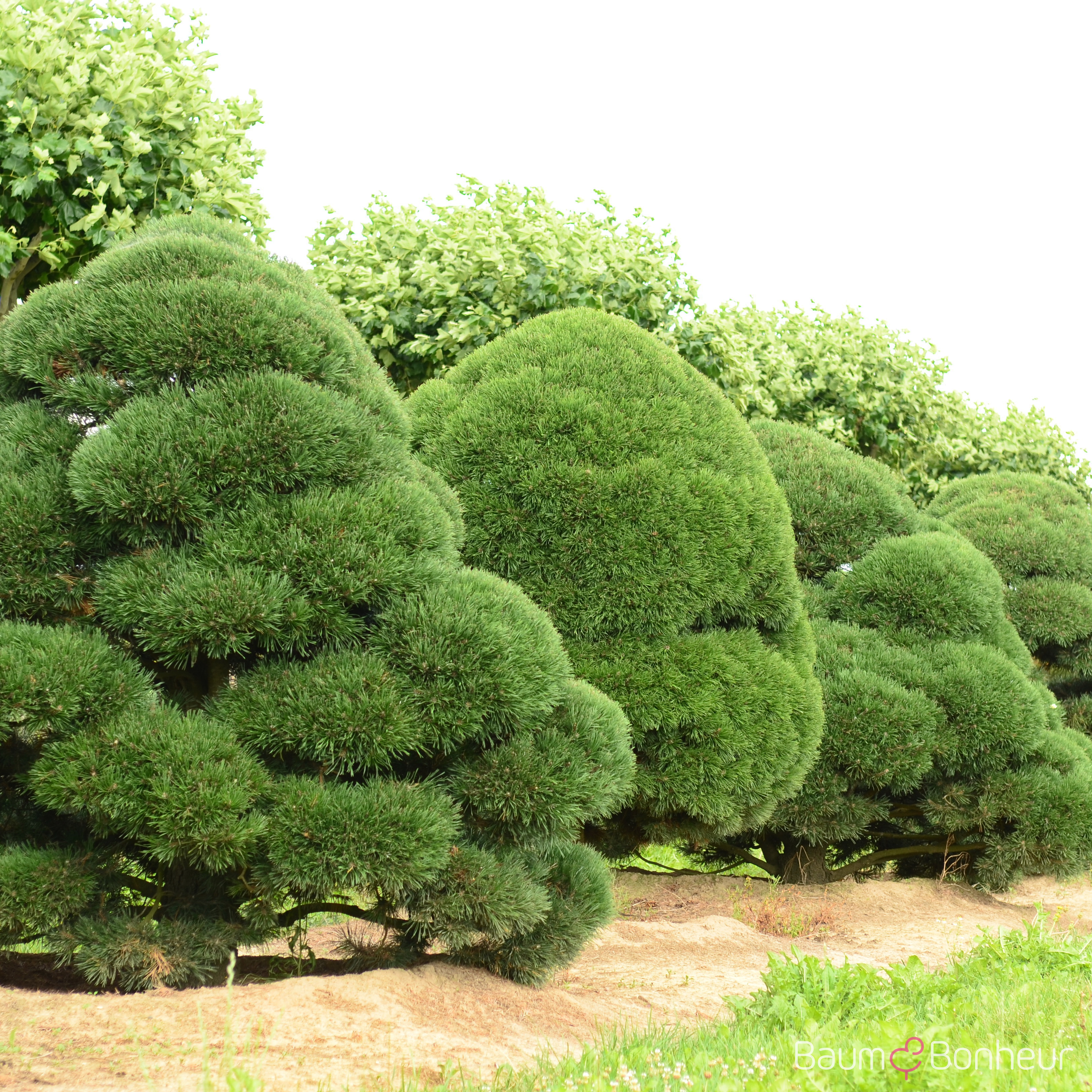 Pinus uncinata