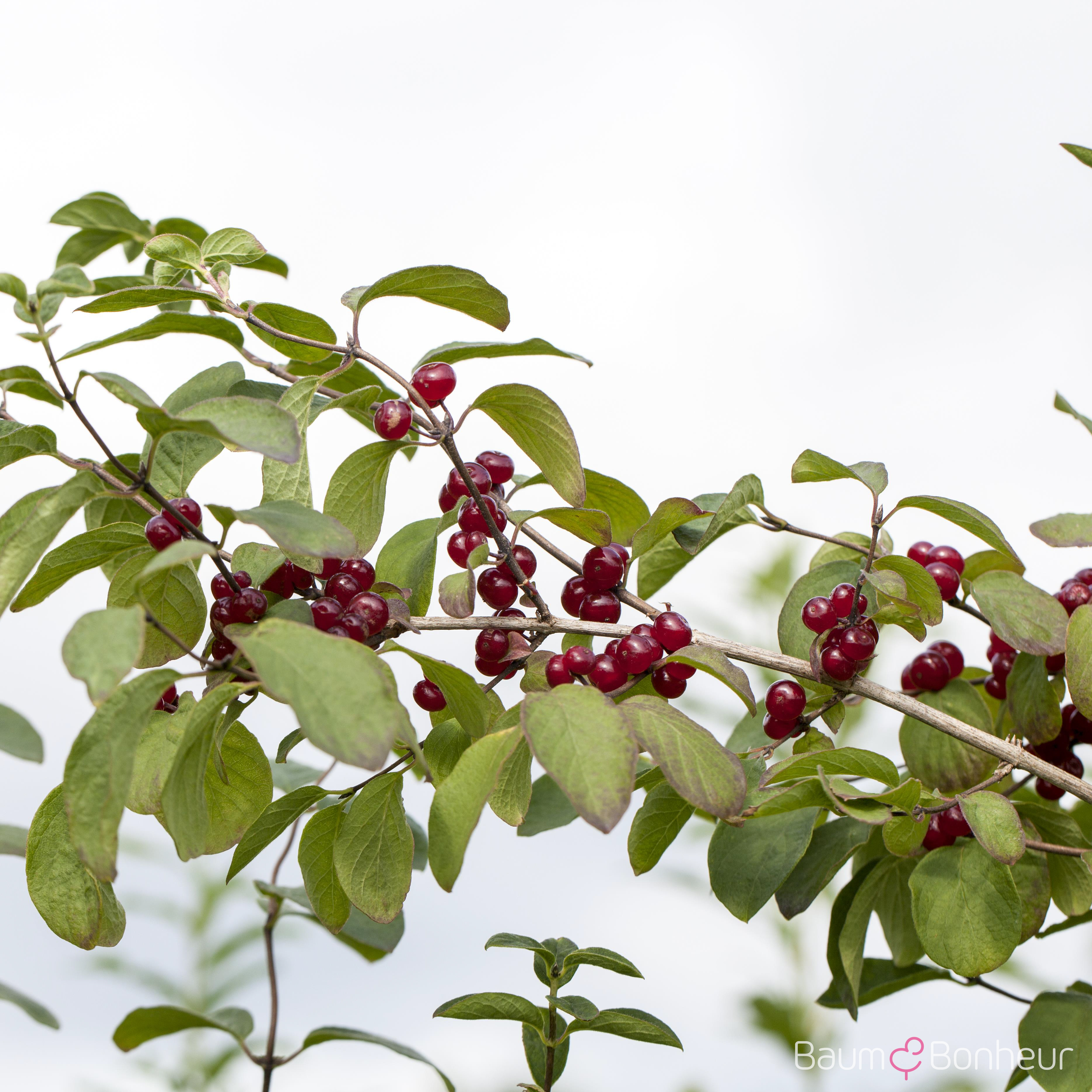 Lonicera xylosteum