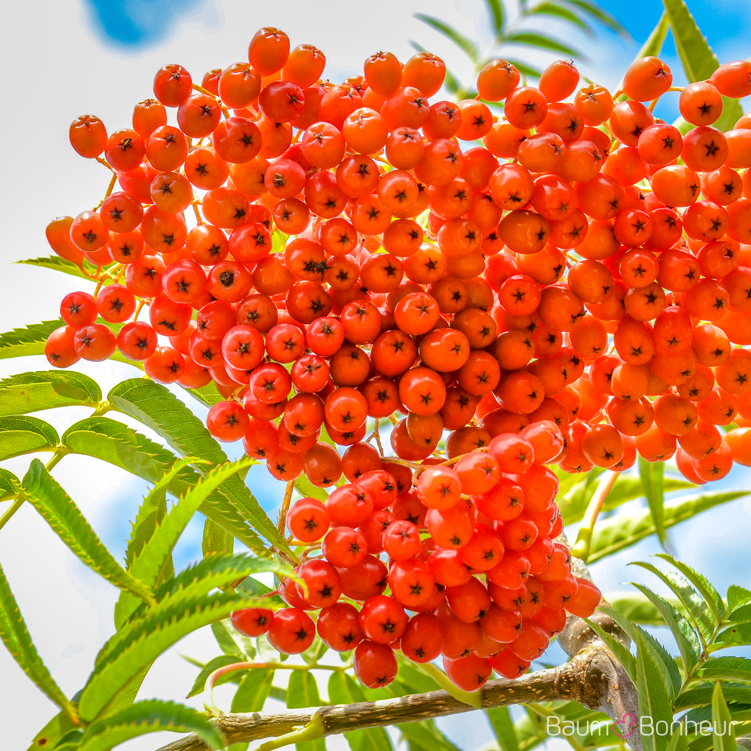 Sorbus 'Dodong'