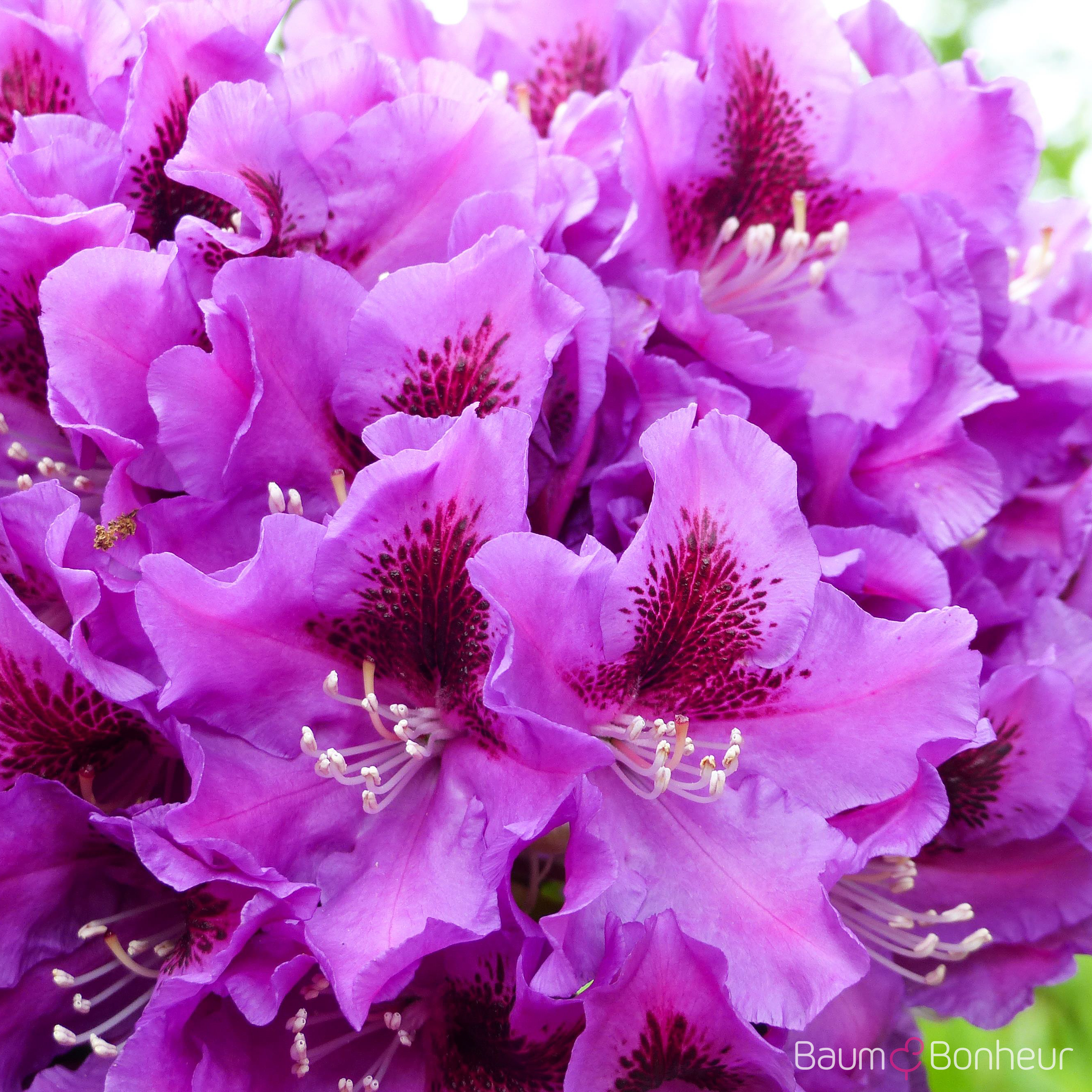 Rhododendron 'Rasputin'