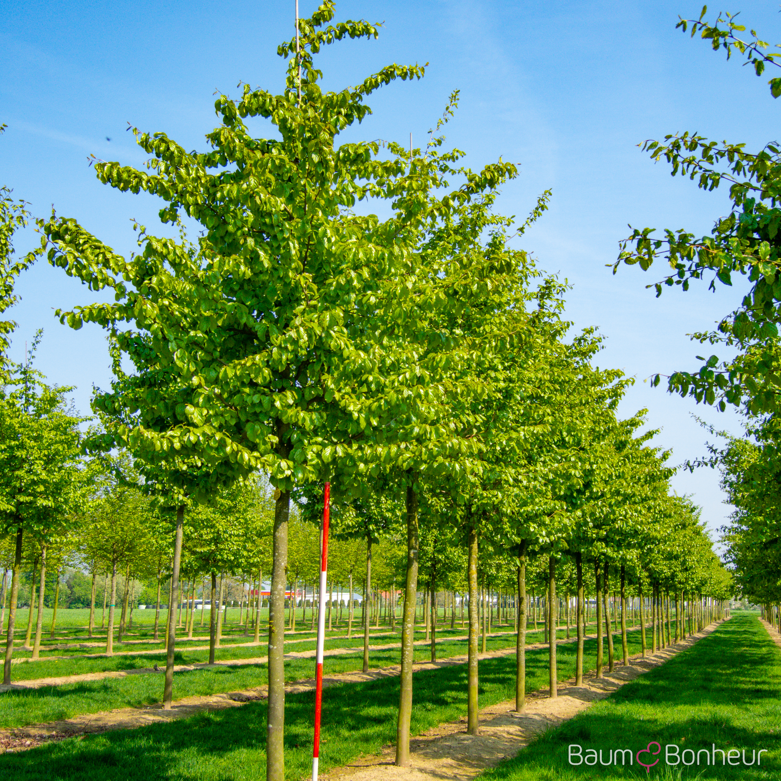 Parrotia persica
