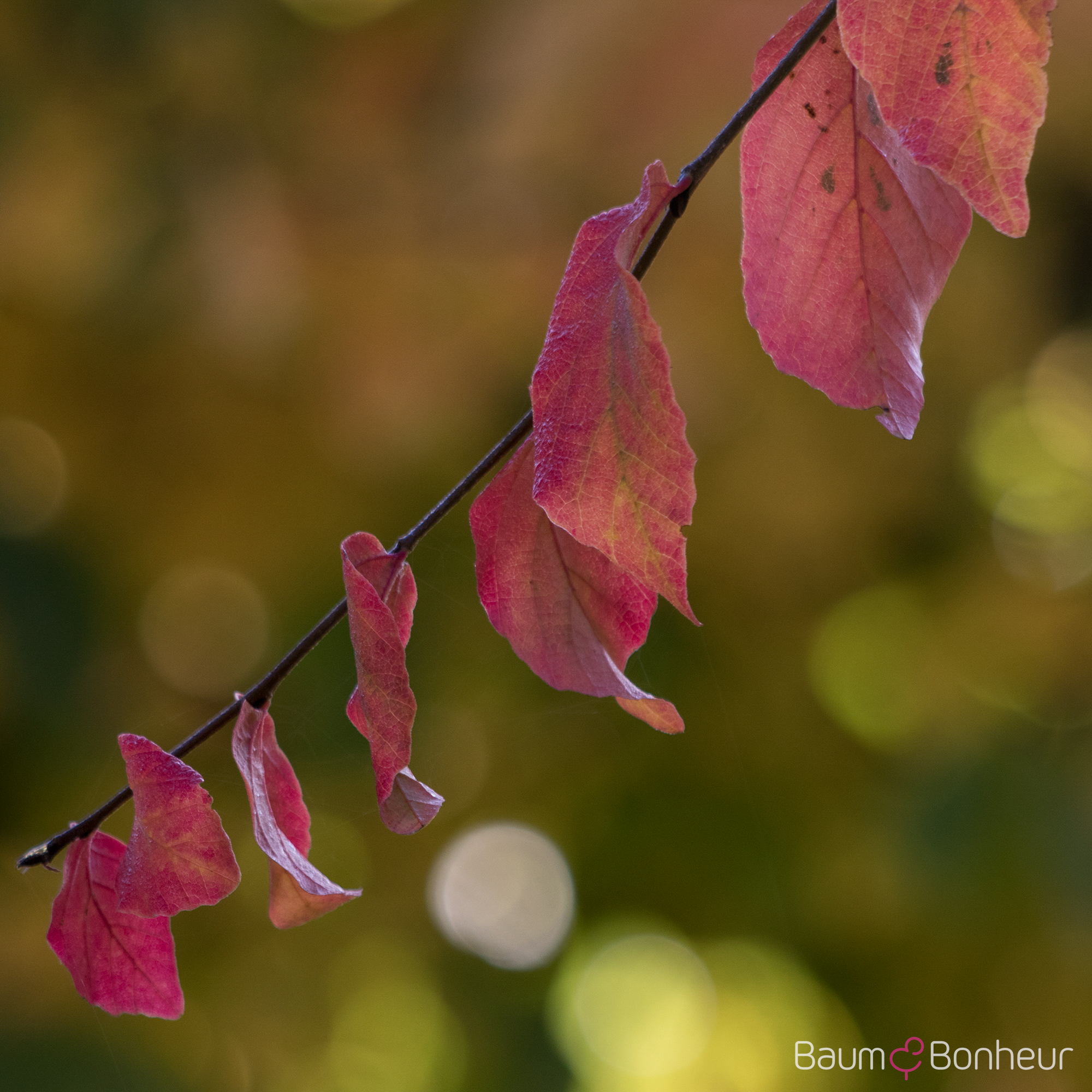 Parrotia persica